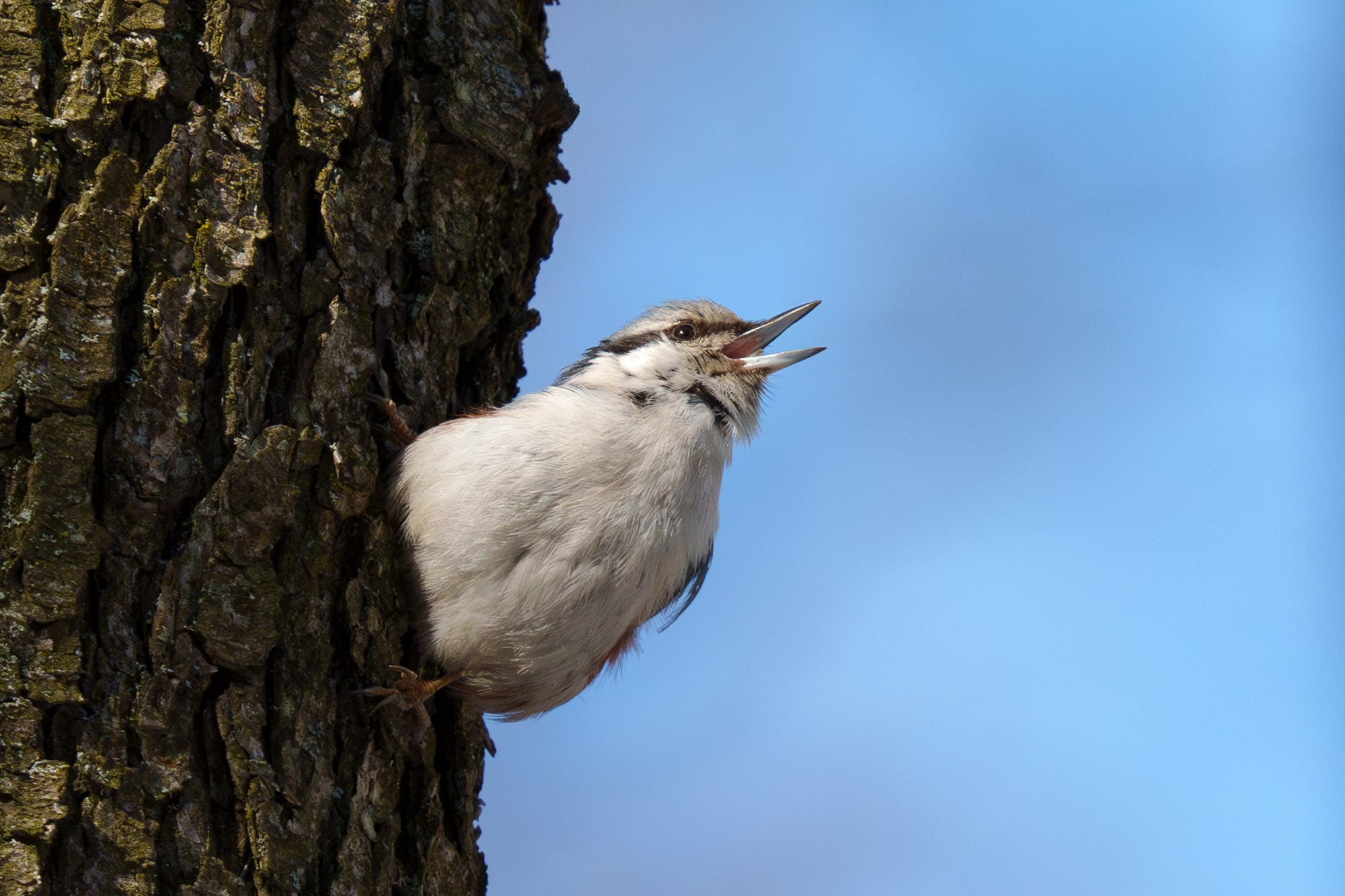 Удивительные мир птиц. Вокруг нас столько прекрасного — присмотритесь!. Ваш личный фотограф Марина Волкова