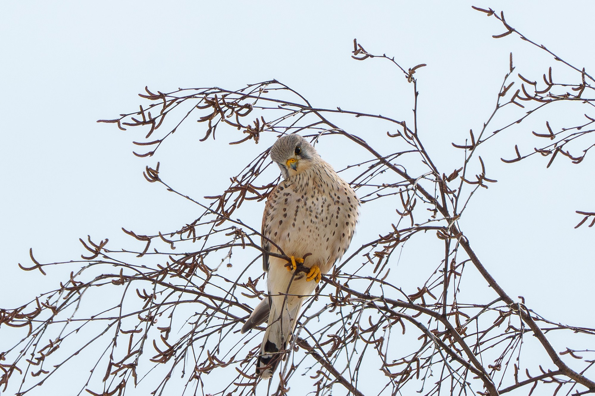 Удивительные мир птиц. Вокруг нас столько прекрасного — присмотритесь!. Ваш личный фотограф Марина Волкова