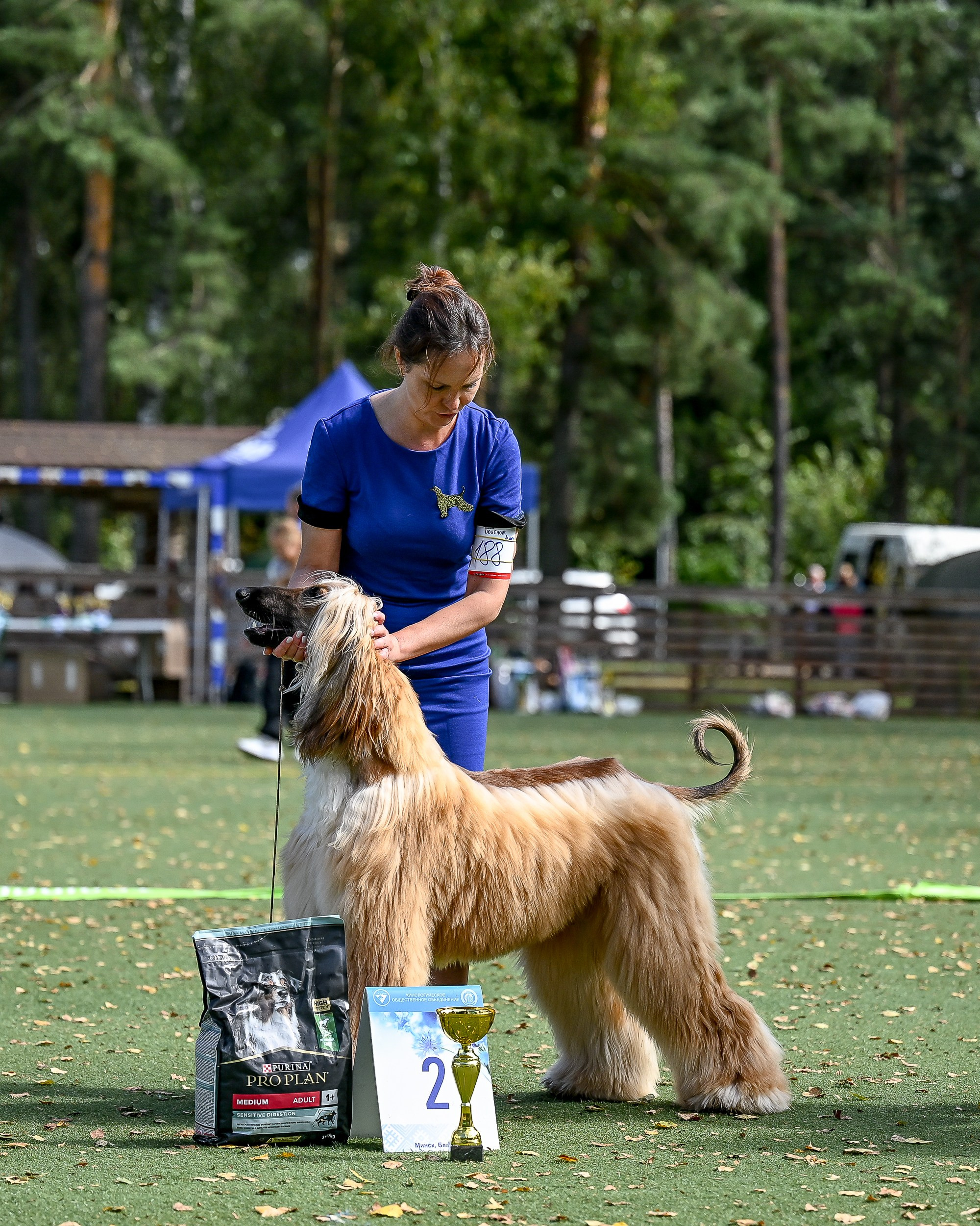 24.08.2025 Региональная выставка КОО и Республиканская выставка РКЛС. Галерея фотографий афганской борзой