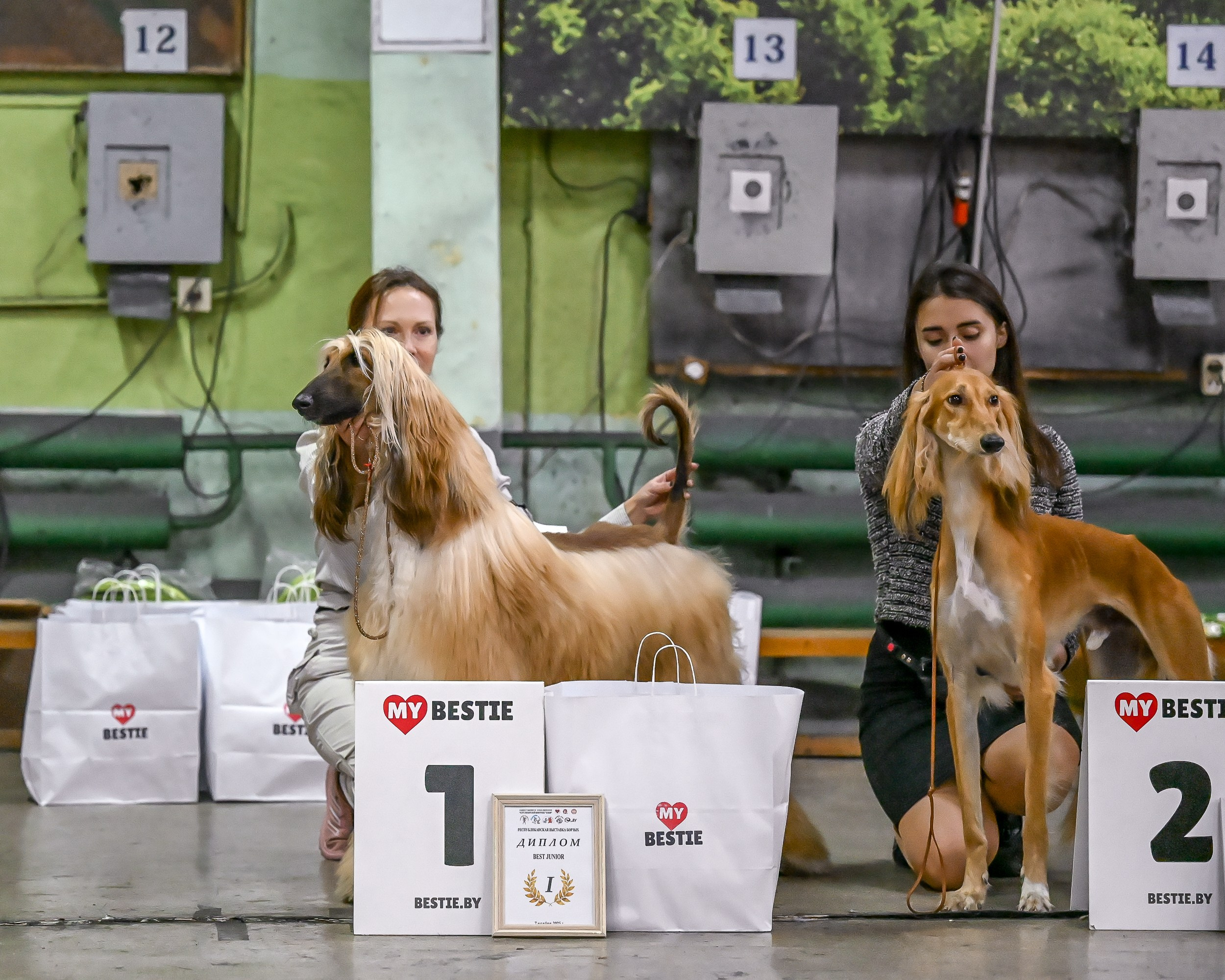 07.11.2025 Клуб Хобби. Галерея фотографий афганской борзой