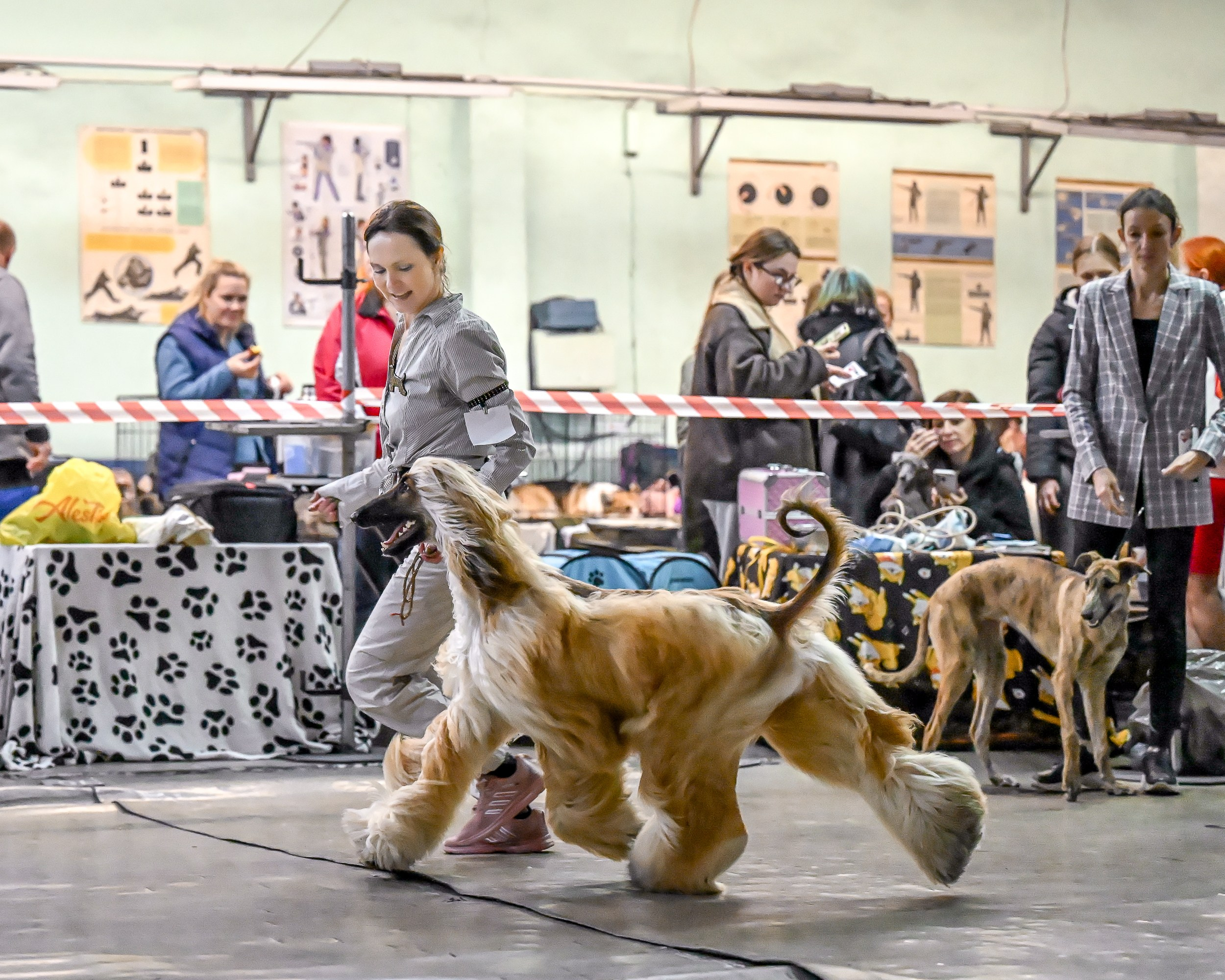 07.11.2025 Клуб Хобби. Галерея фотографий афганской борзой