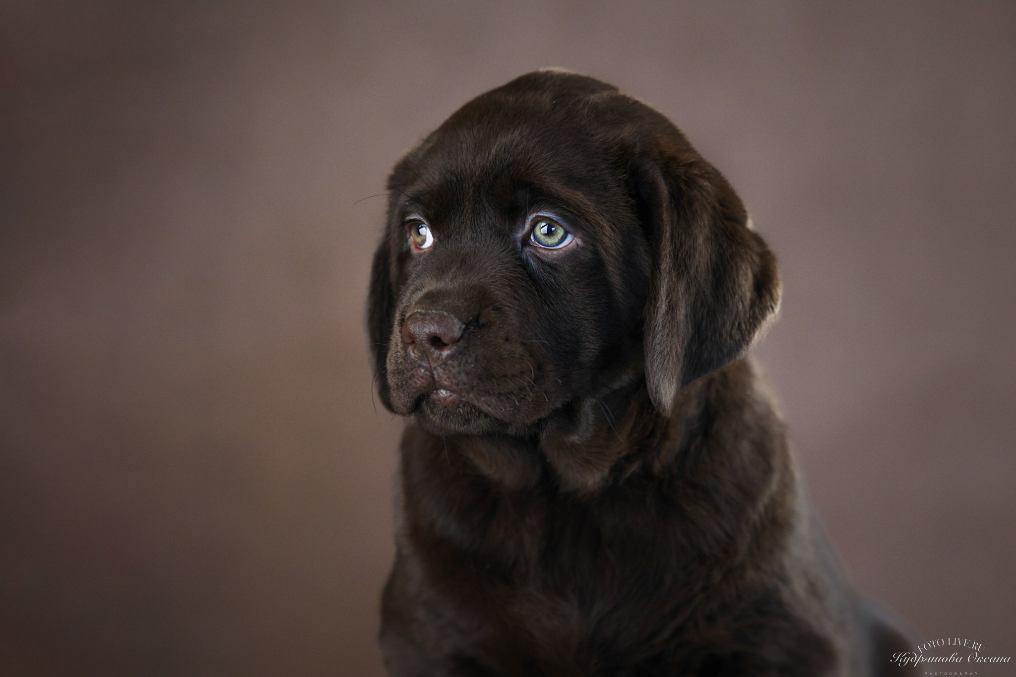 Лабрадоры. Фотограф 📸 анималист, предметный, репортажный
