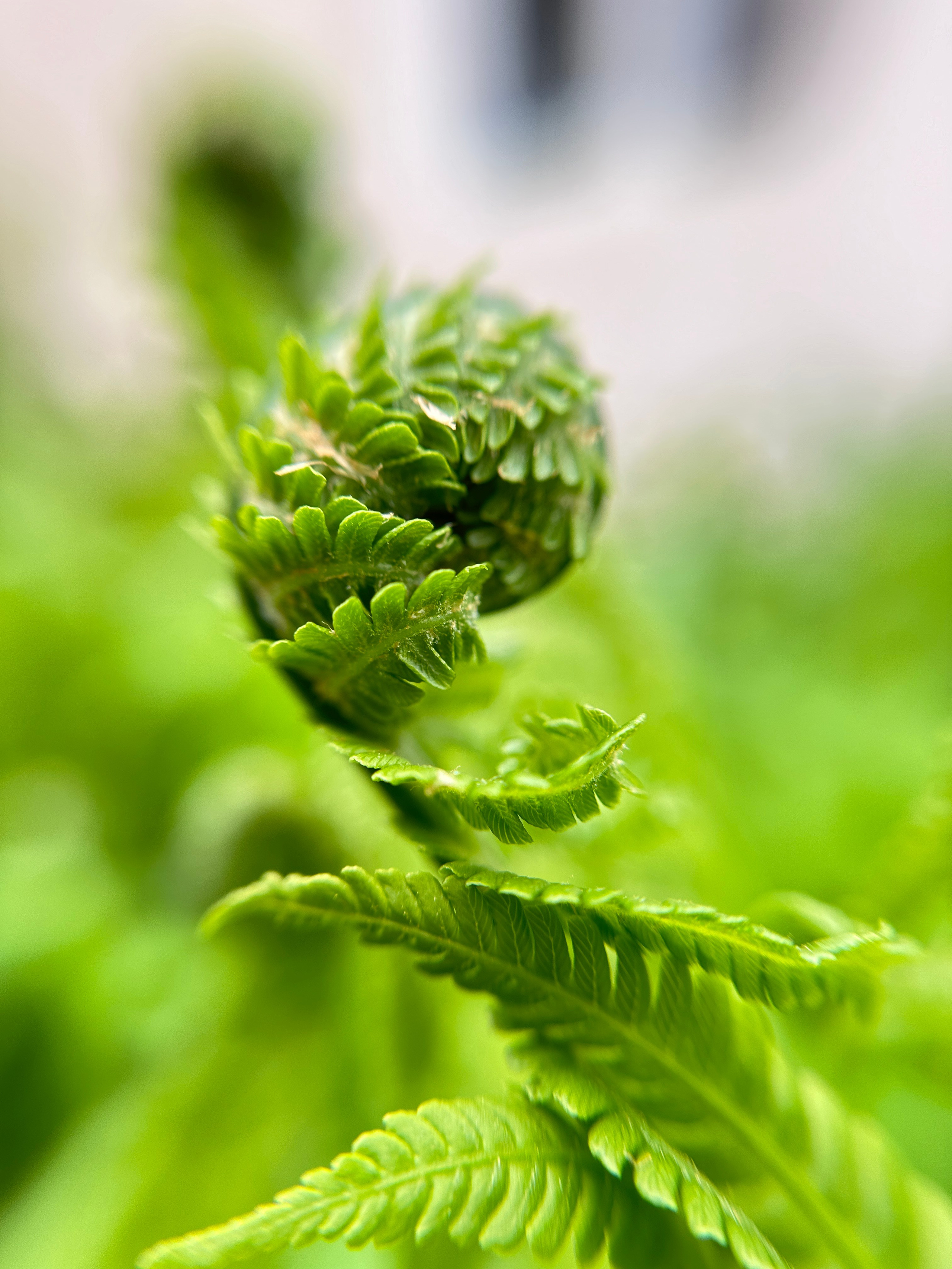 Макро любовь. Смотри, красота!