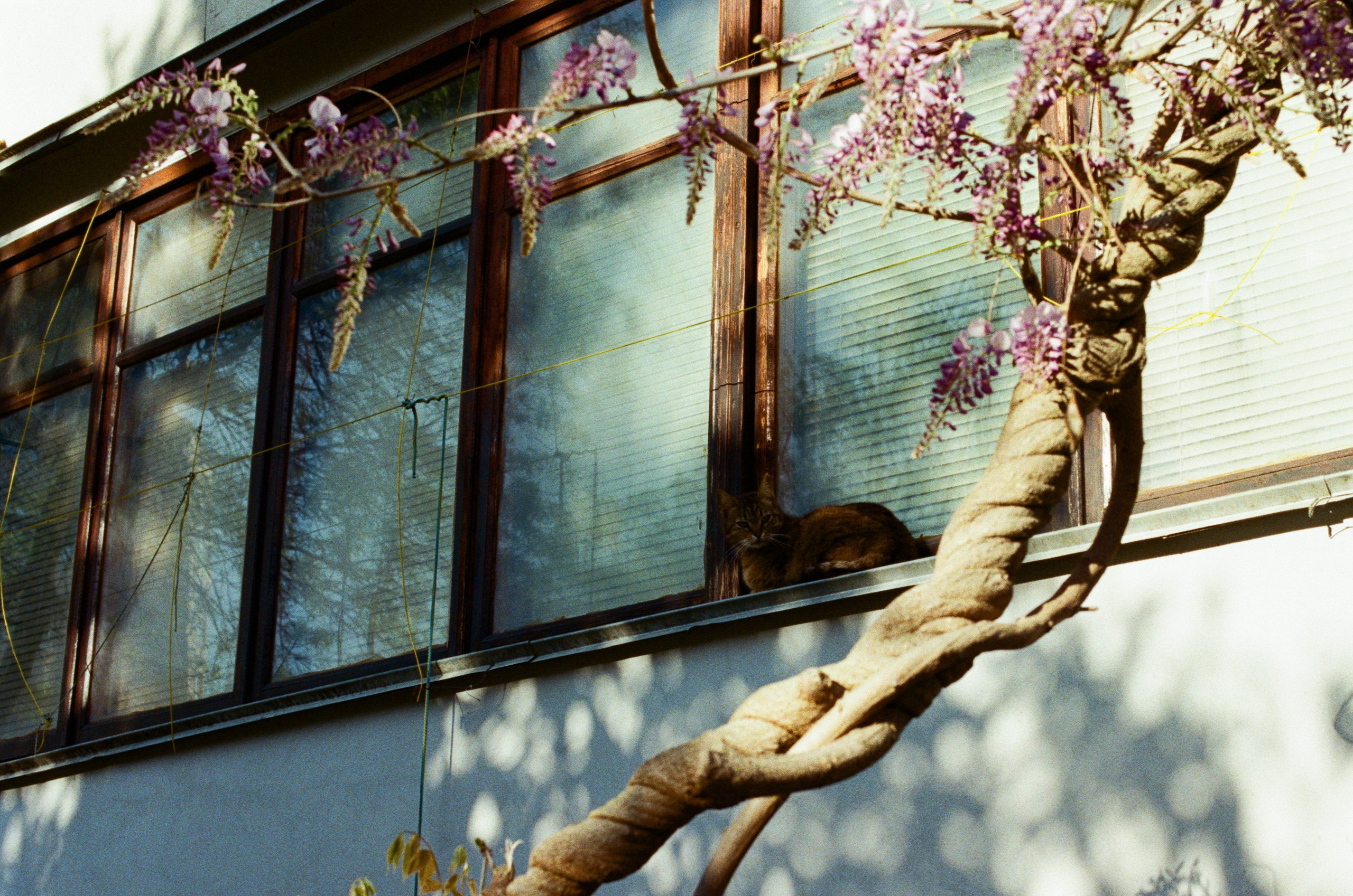 Sakura blues // ukraine, crimea III. EVER EXPOSED