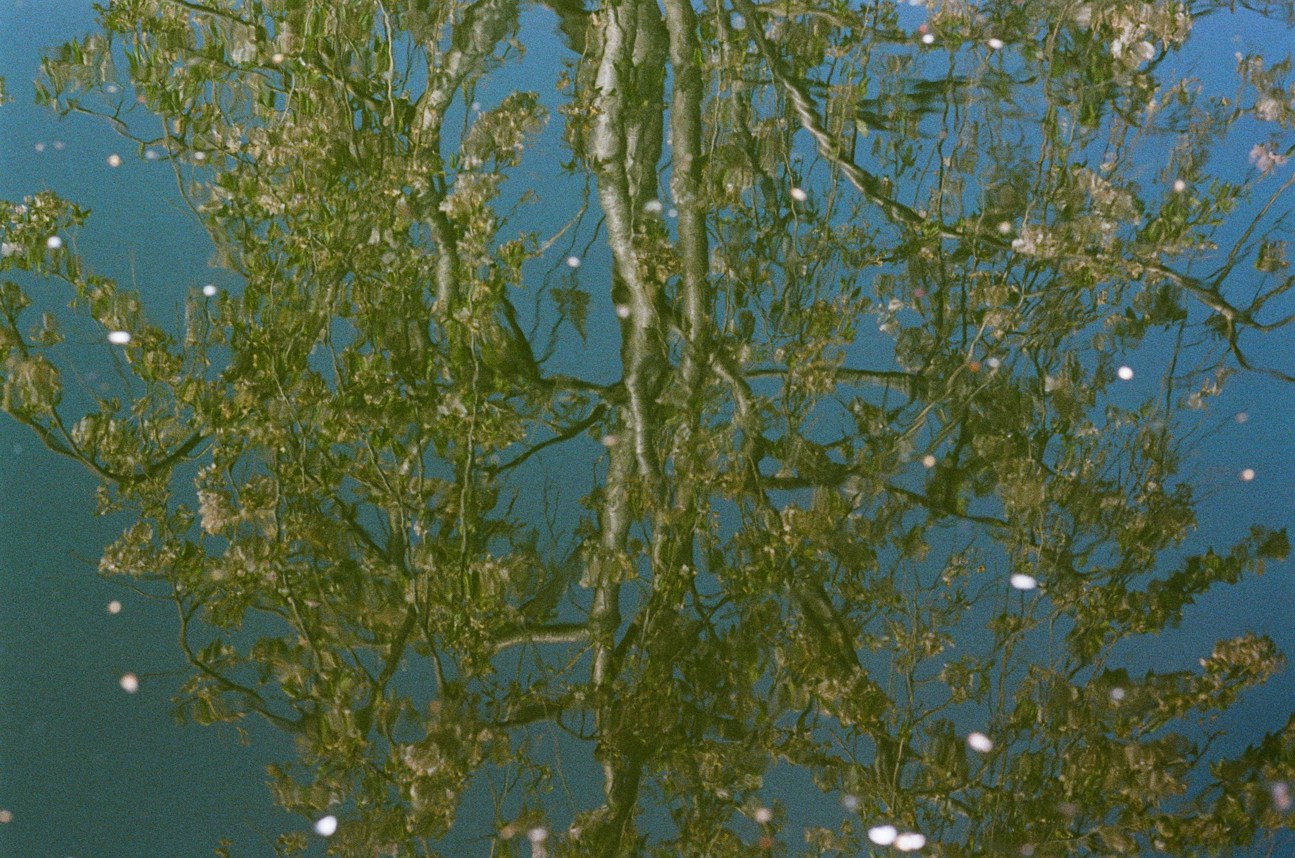 Sakura blues // ukraine, crimea IV. EVER EXPOSED