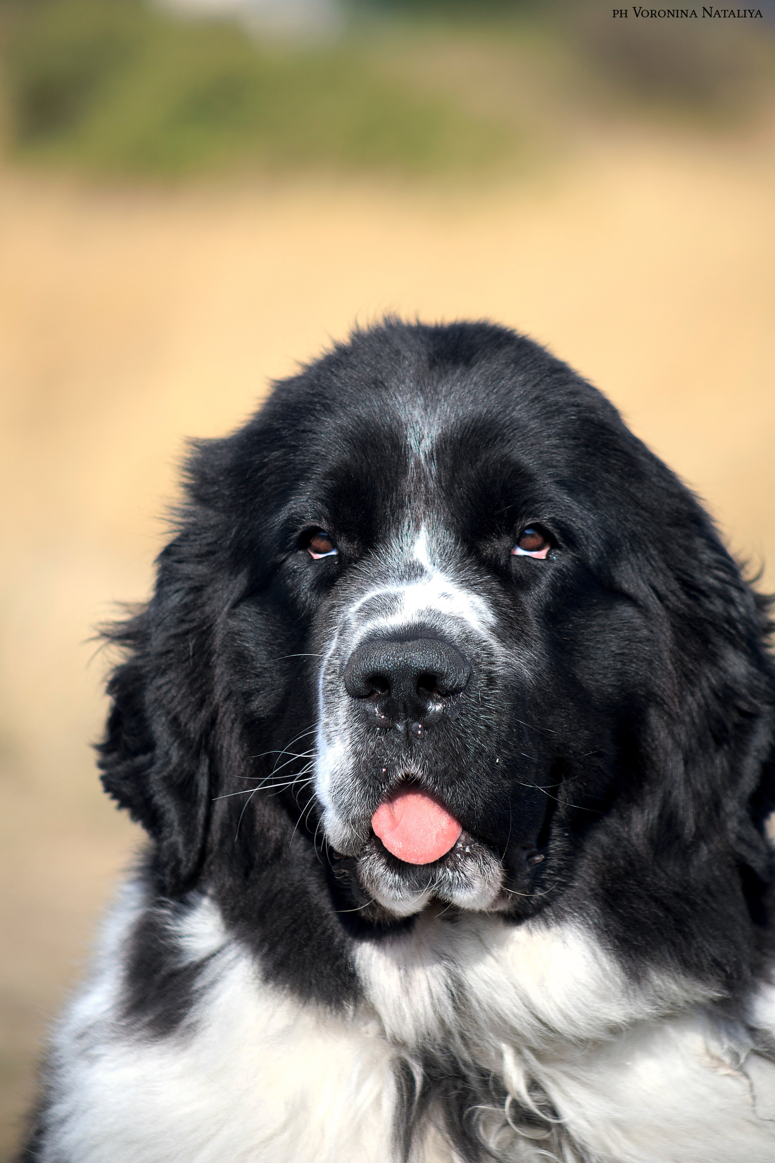 Анимализм Анжелика Сентябрь. Воронина Наталия — индивидуальный и свадебный фотограф в Рязани