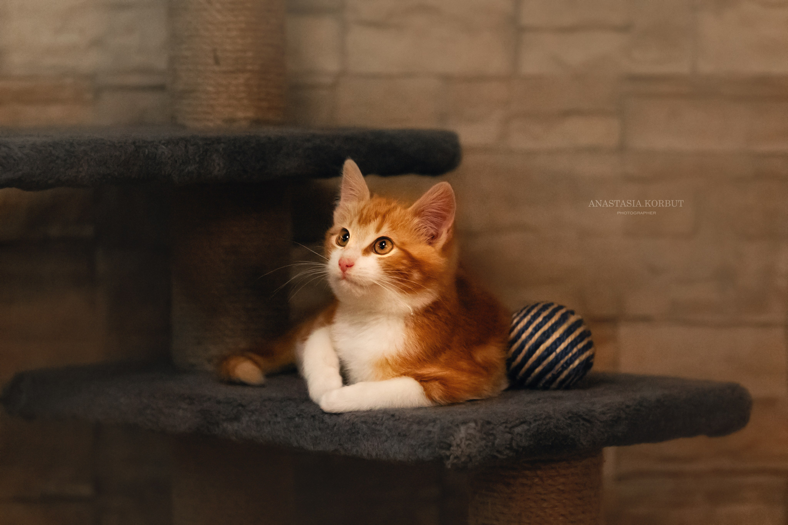 Котята в добрые руки. Арт фотограф в Минске Анастасия Корбут