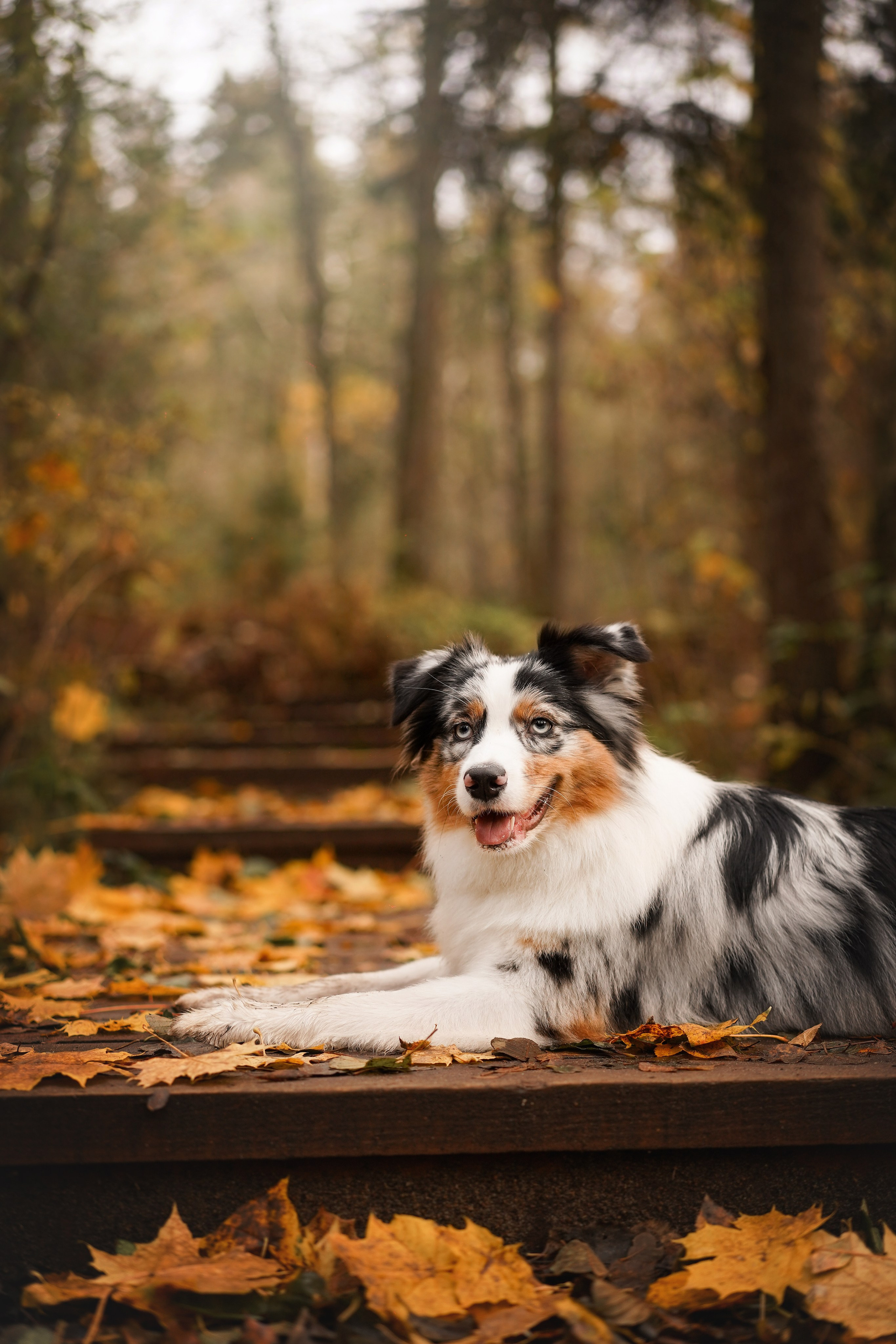 Соня Гавриил и Юкки. Фотограф-анималист в Санкт-Петербурге Яна Мартынова
