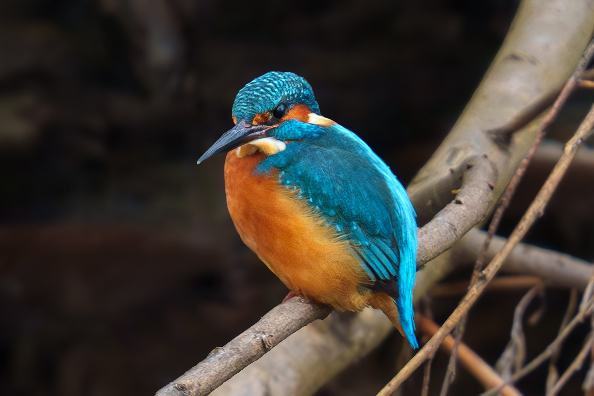 Удивительные мир птиц. Вокруг нас столько прекрасного — присмотритесь!. Ваш личный фотограф Марина Волкова