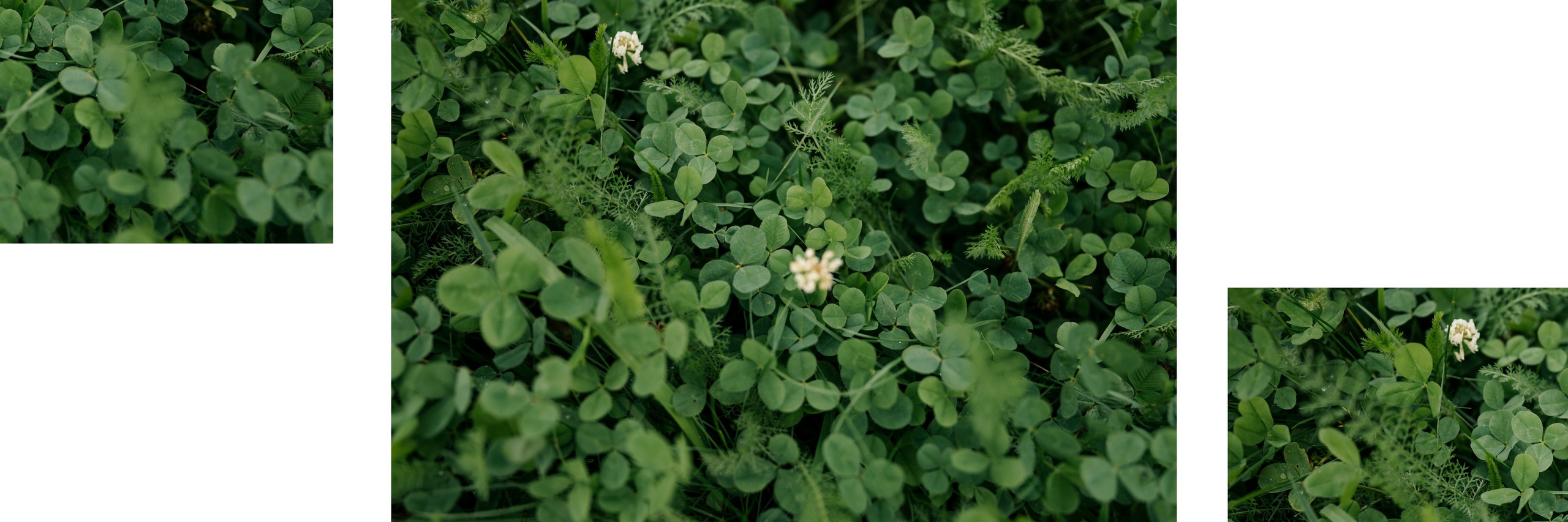 Свадьба в Гребнево в Трубецком. Свадебный и семейный фотограф Виктория Носачёва. Щелково, Москва и МО