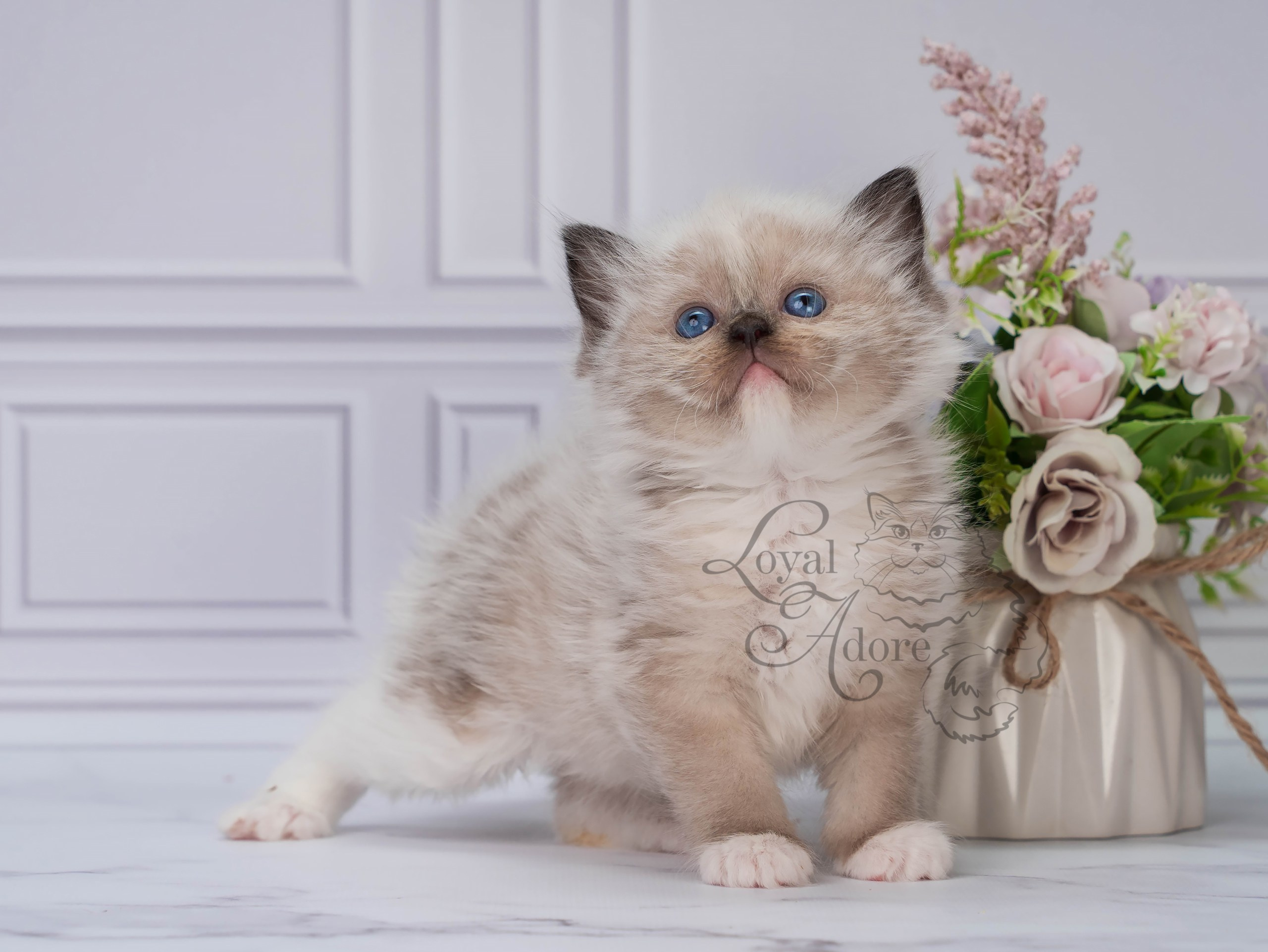 Котята рэгдолл от Loyal Adore. Питомник рэгдолл Loyal Adore