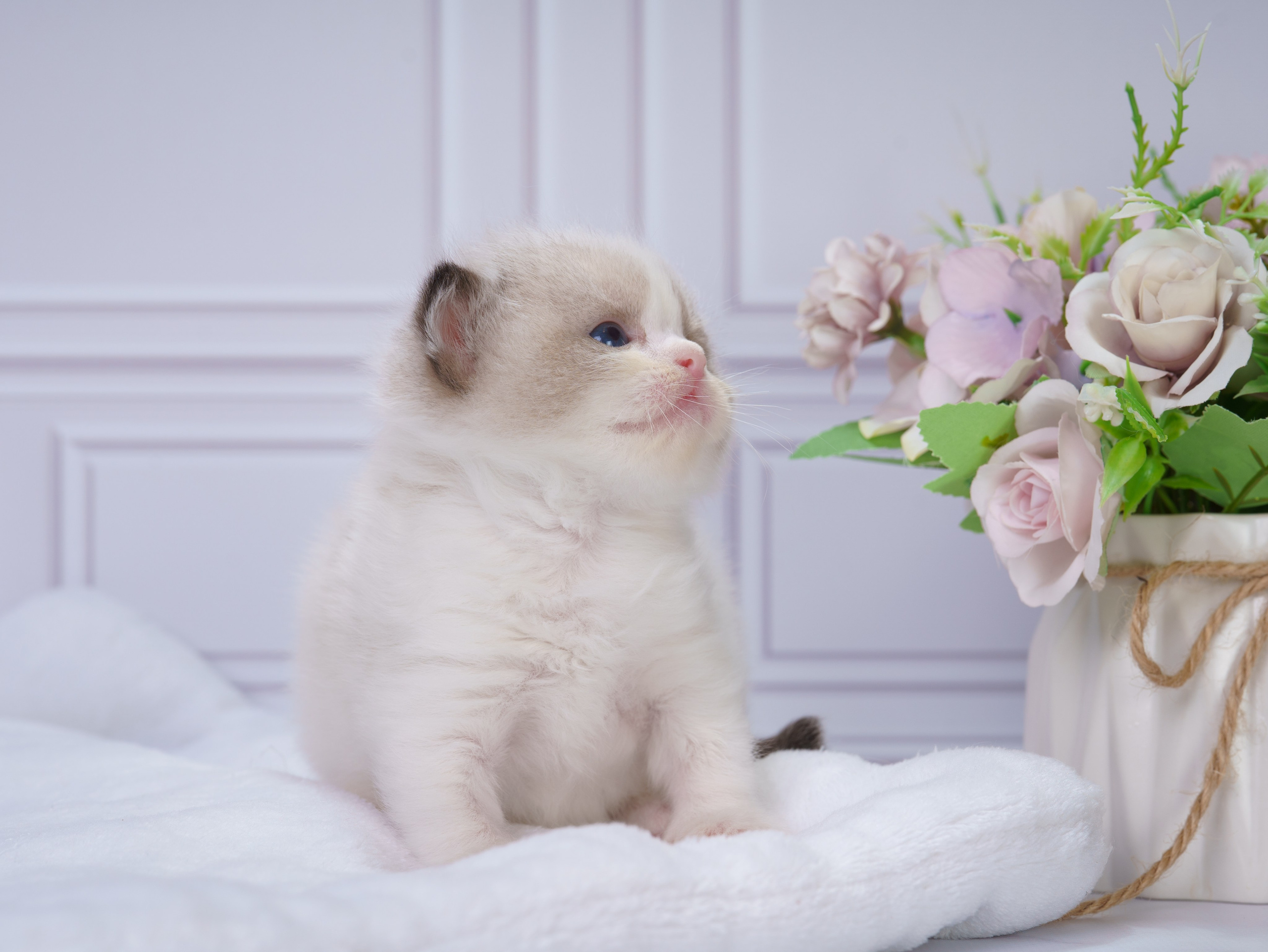 Котята рэгдолл от Loyal Adore. Питомник рэгдолл Loyal Adore