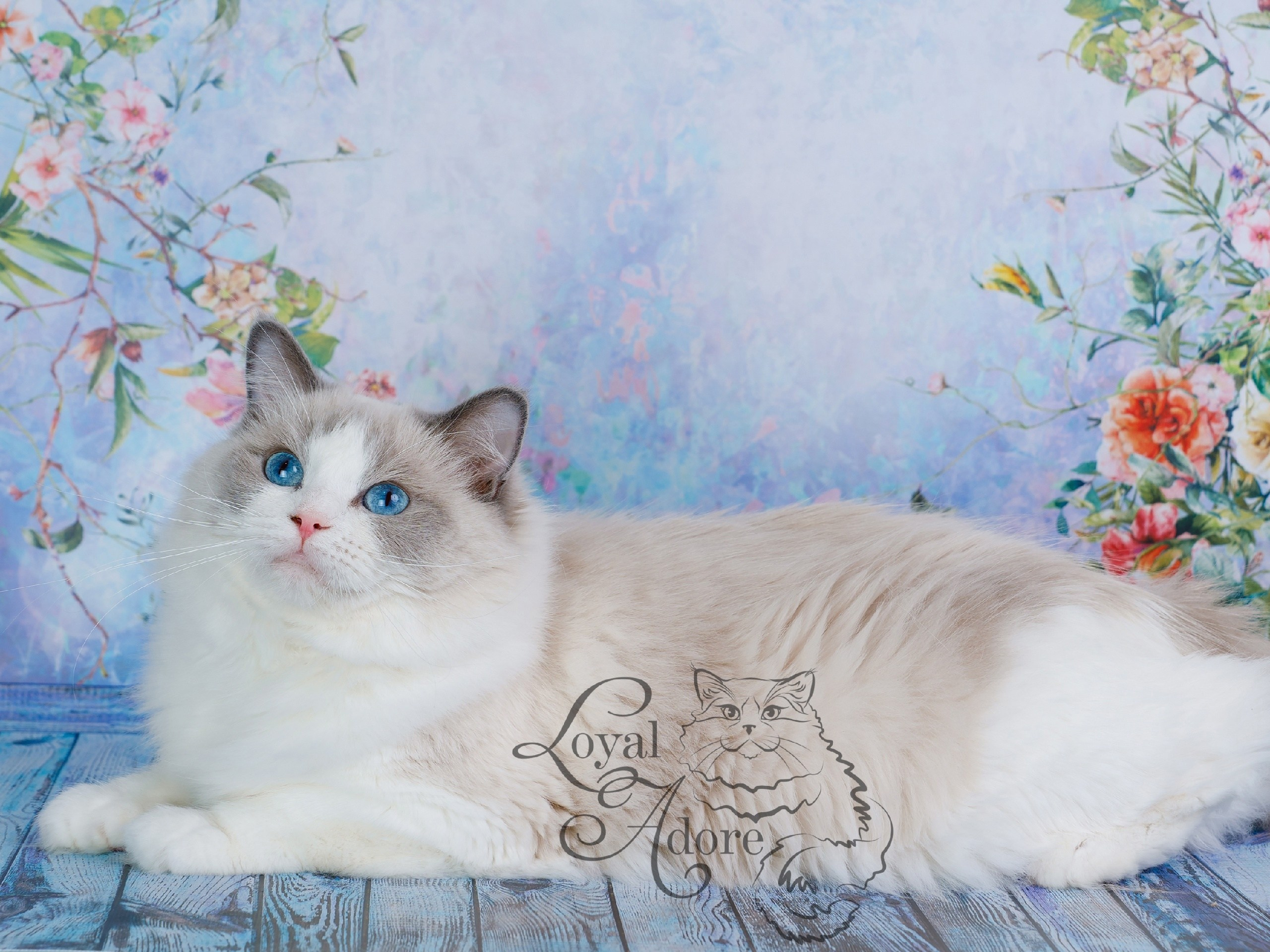 Документы производителей Loyal Adore. Питомник рэгдолл Loyal Adore