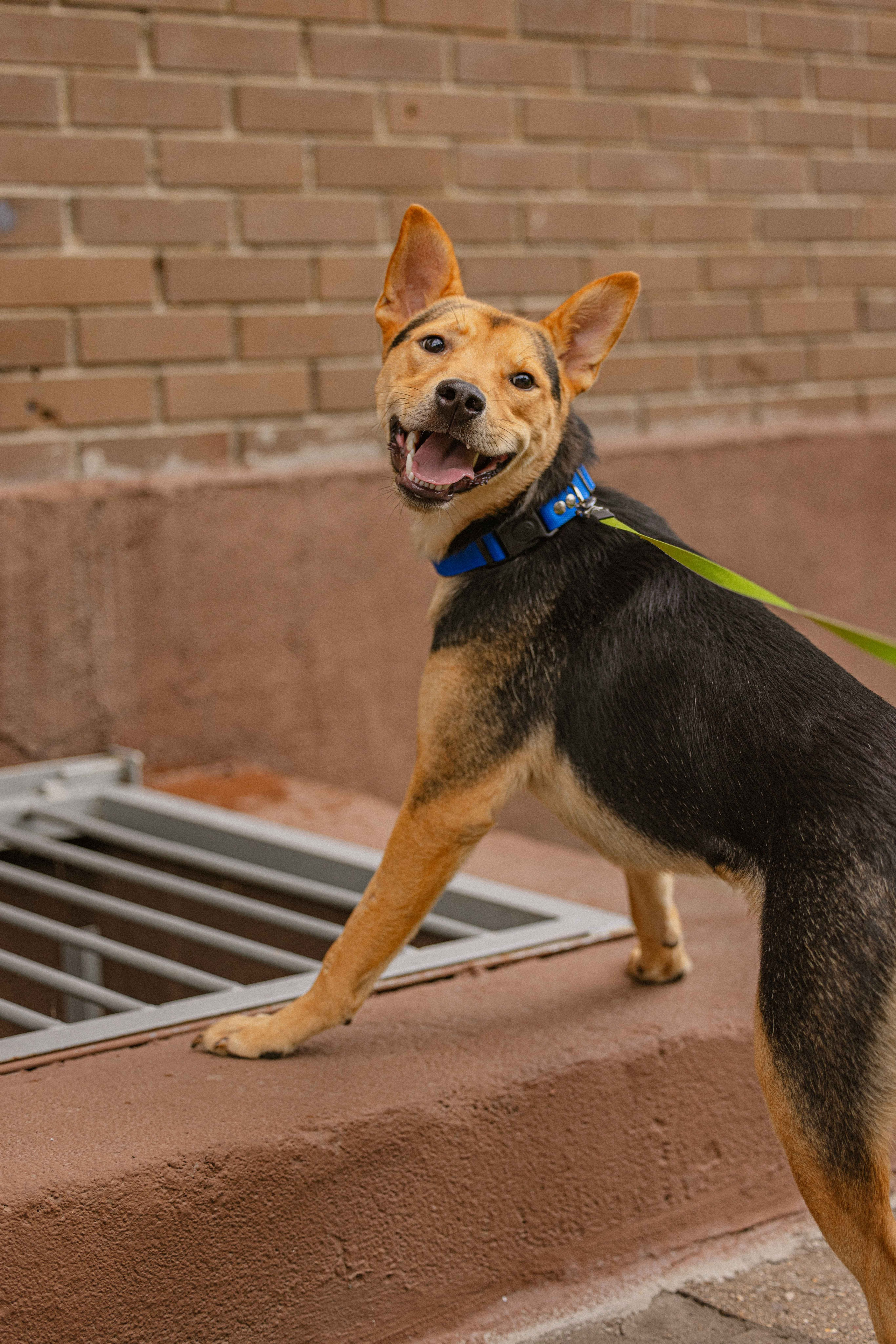 Джеки. Фотограф-анималист в Москве Лера Черноног