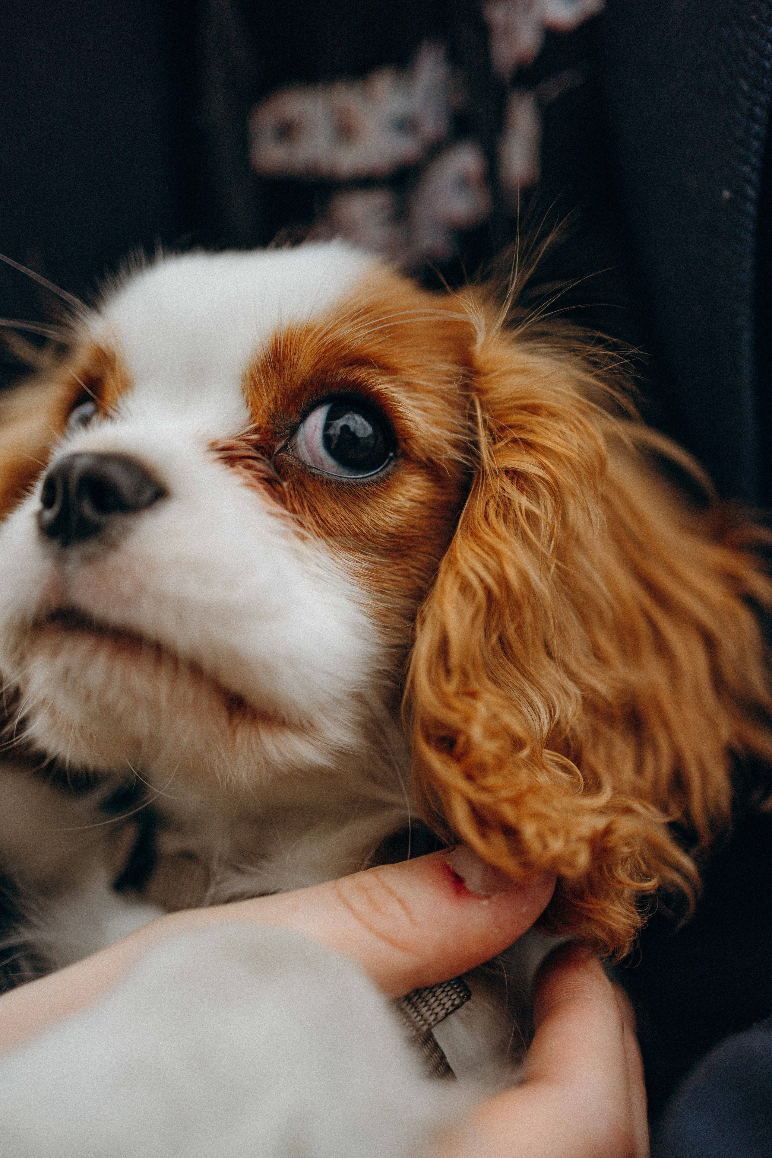 Юля и Кипр. Фотограф-анималист в Москве Лера Черноног