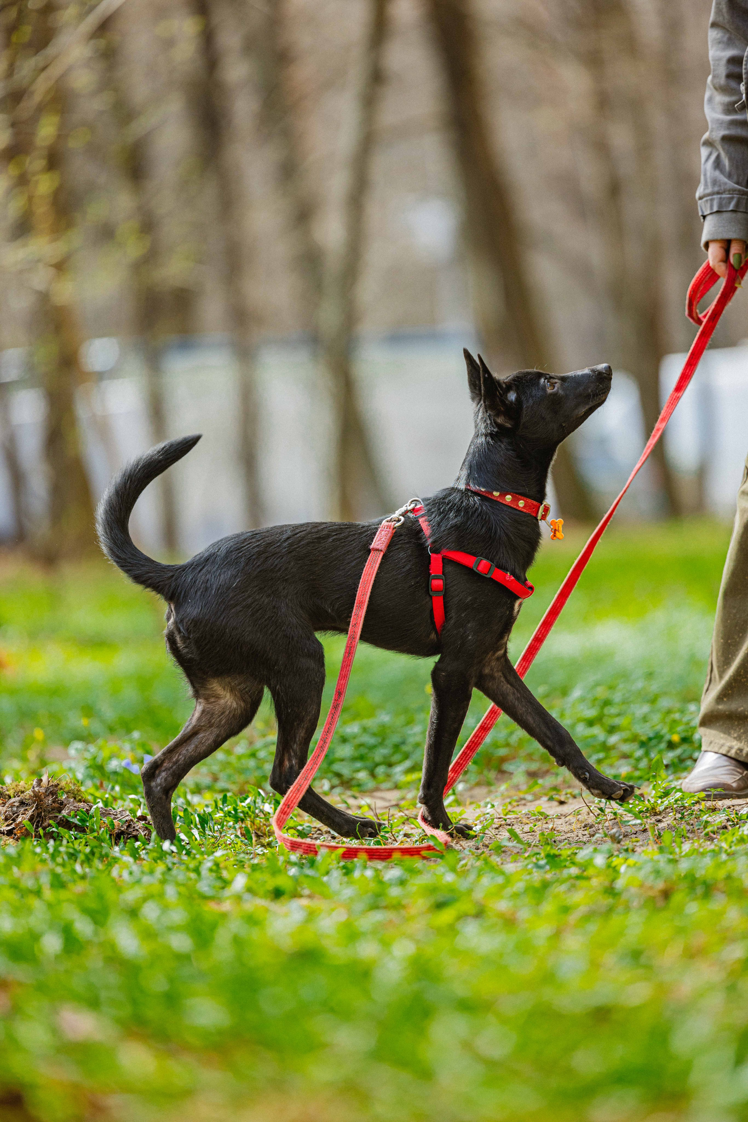 Булька. Фотограф-анималист в Москве Лера Черноног