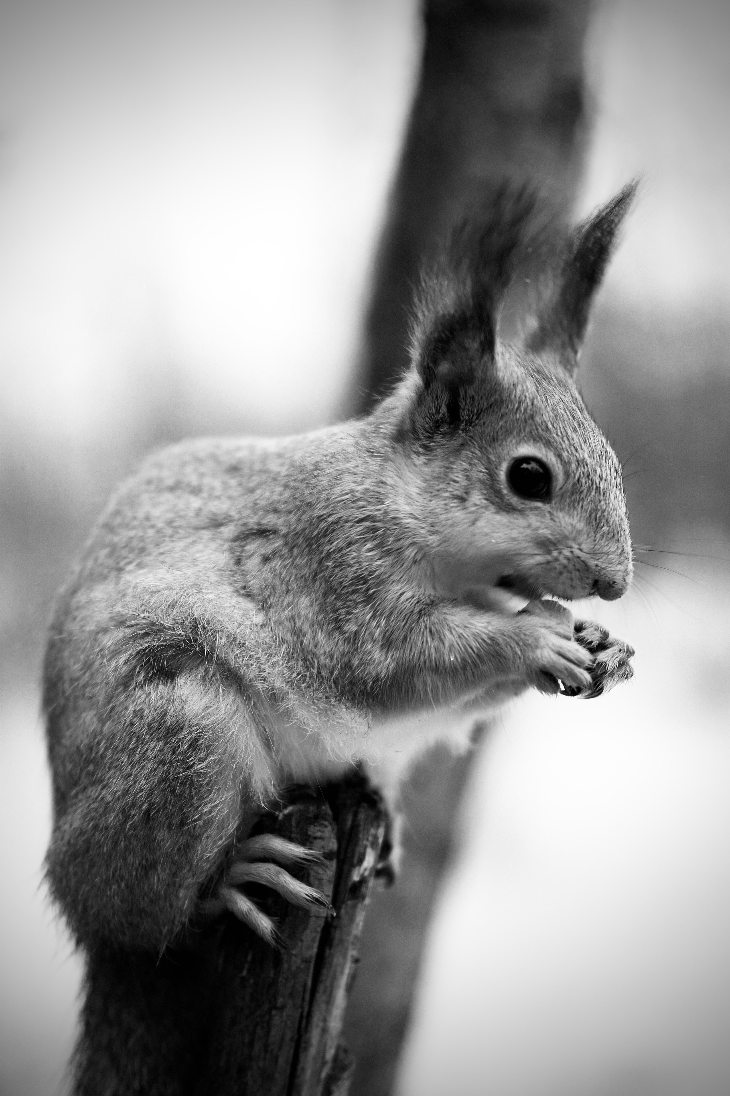 Зверята. Репортажный и семейный фотограф — Шелихов Сергей