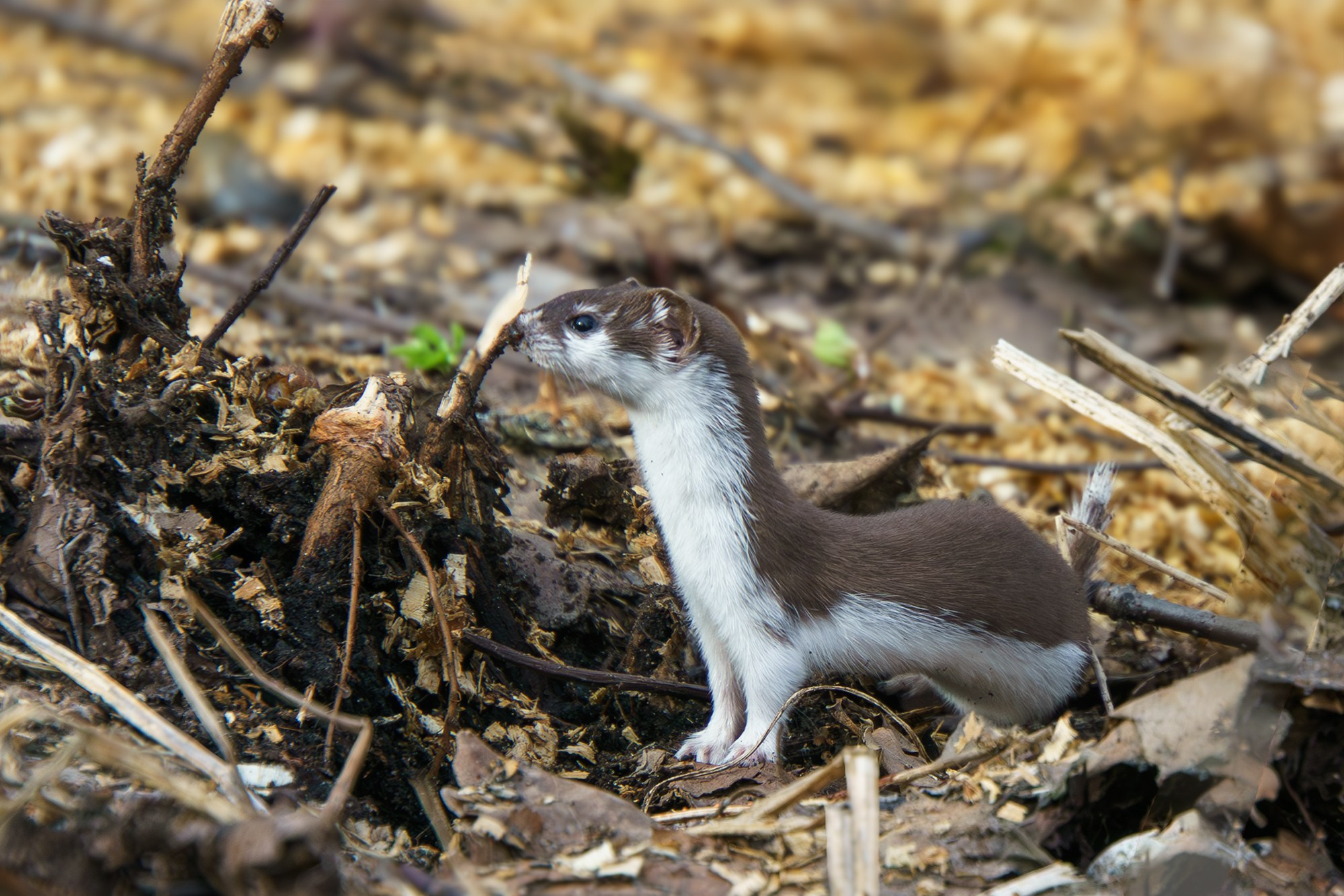 Животные. Ваш личный фотограф Марина Волкова