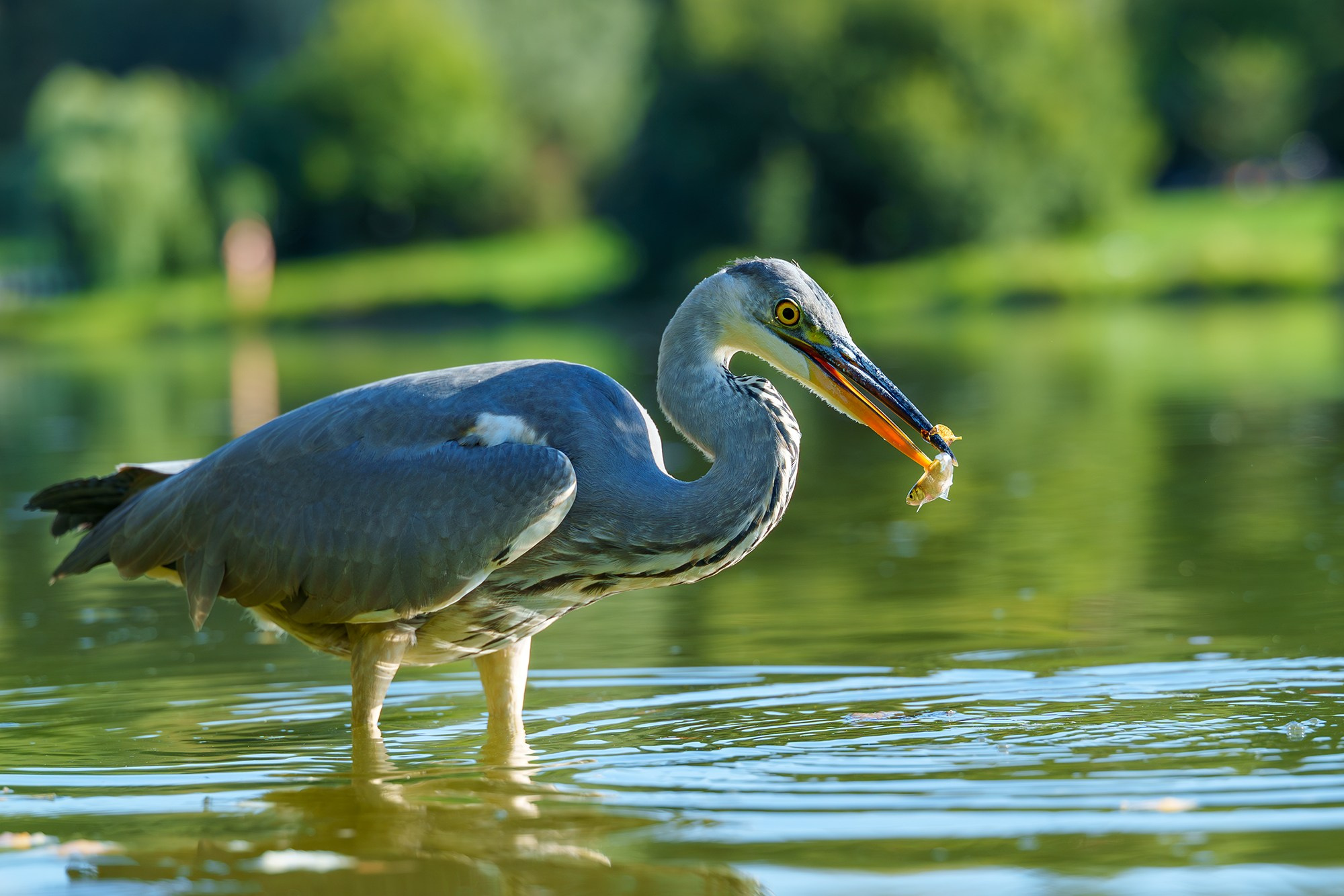 Удивительные мир птиц. Вокруг нас столько прекрасного — присмотритесь!. Ваш личный фотограф Марина Волкова
