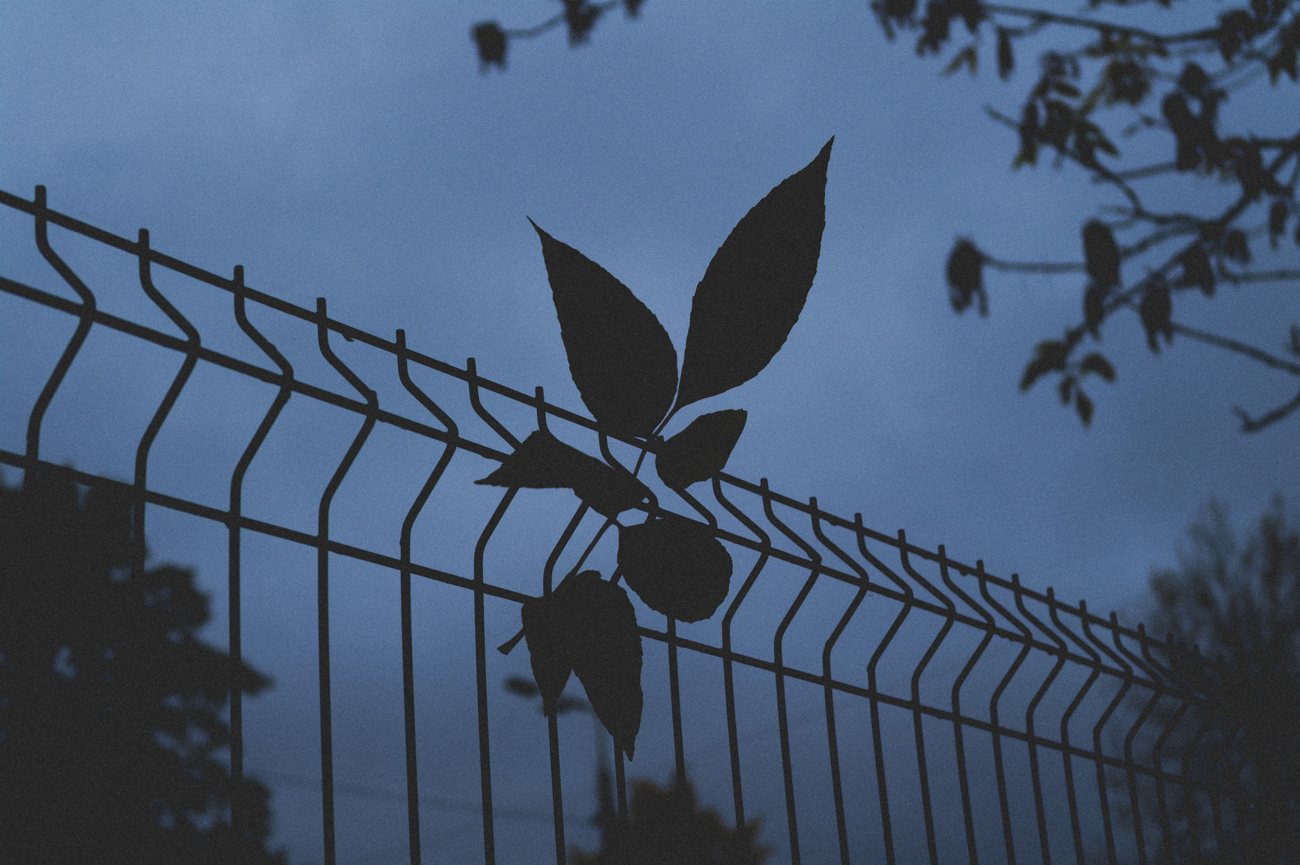 Октябрь 2025. Den Mirov — Фотограф, Музыкант