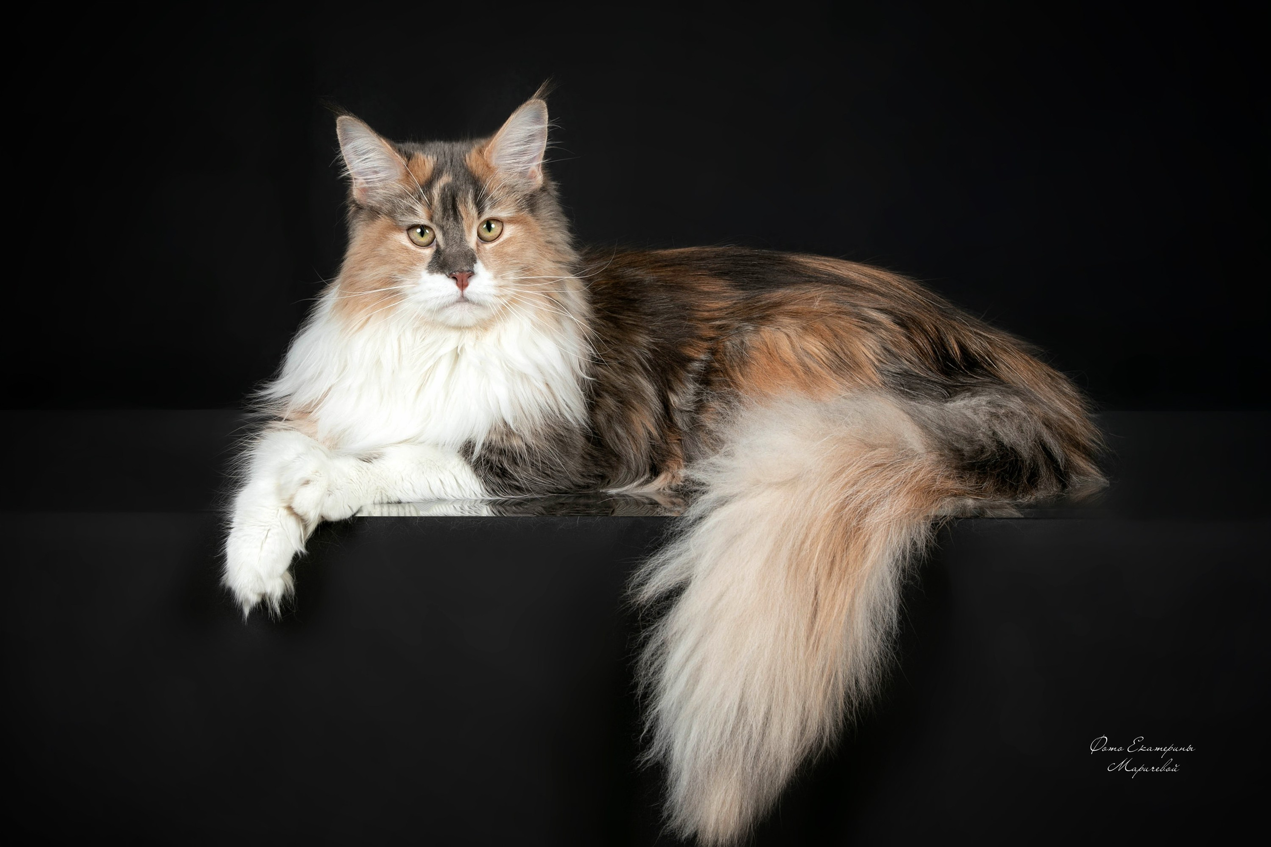 Стендовая съёмка на выставках кошек. Фотограф-анималист в Омске Екатерина Маричева