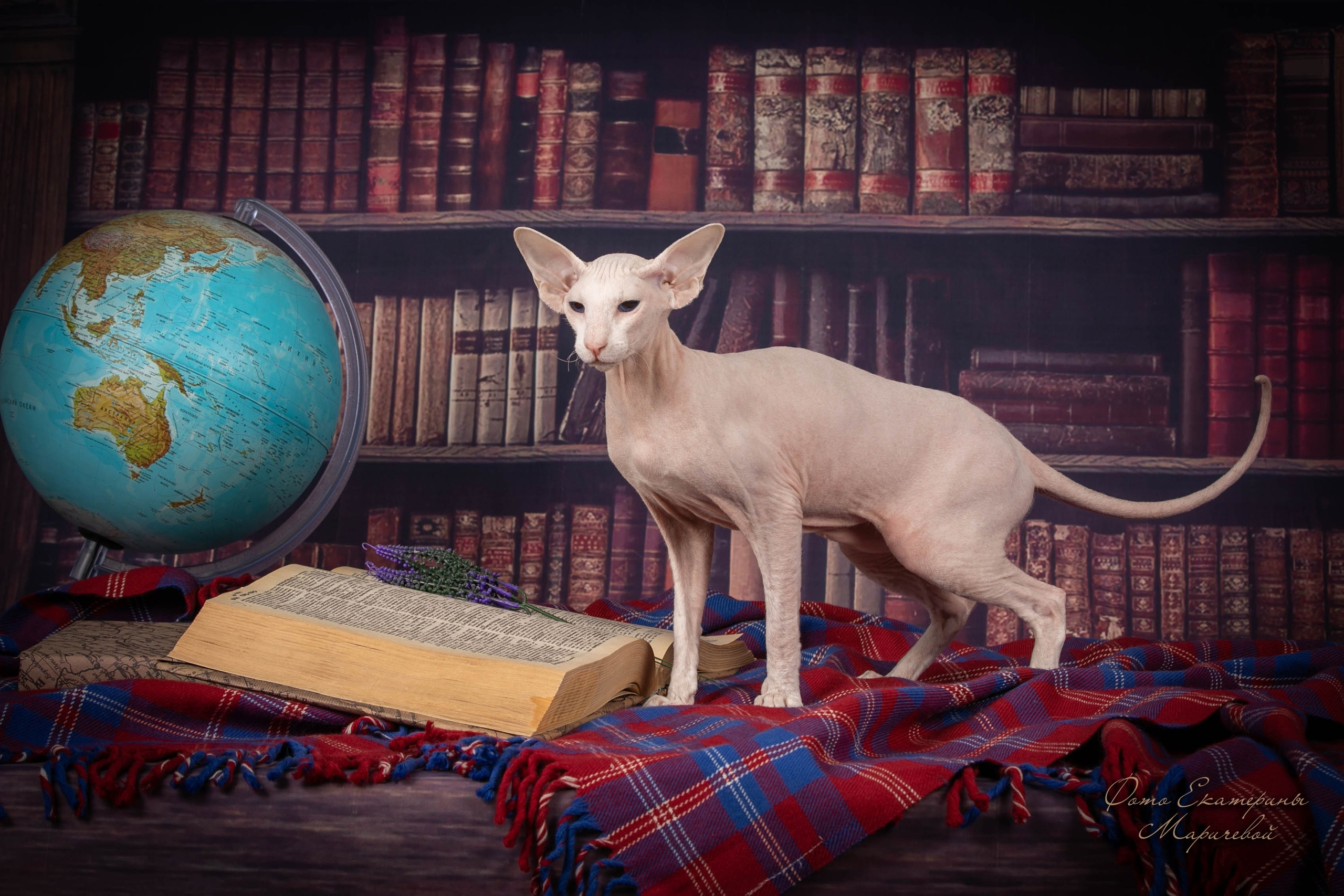 Тематические фоны с рисунком. Фотограф-анималист в Омске Екатерина Маричева