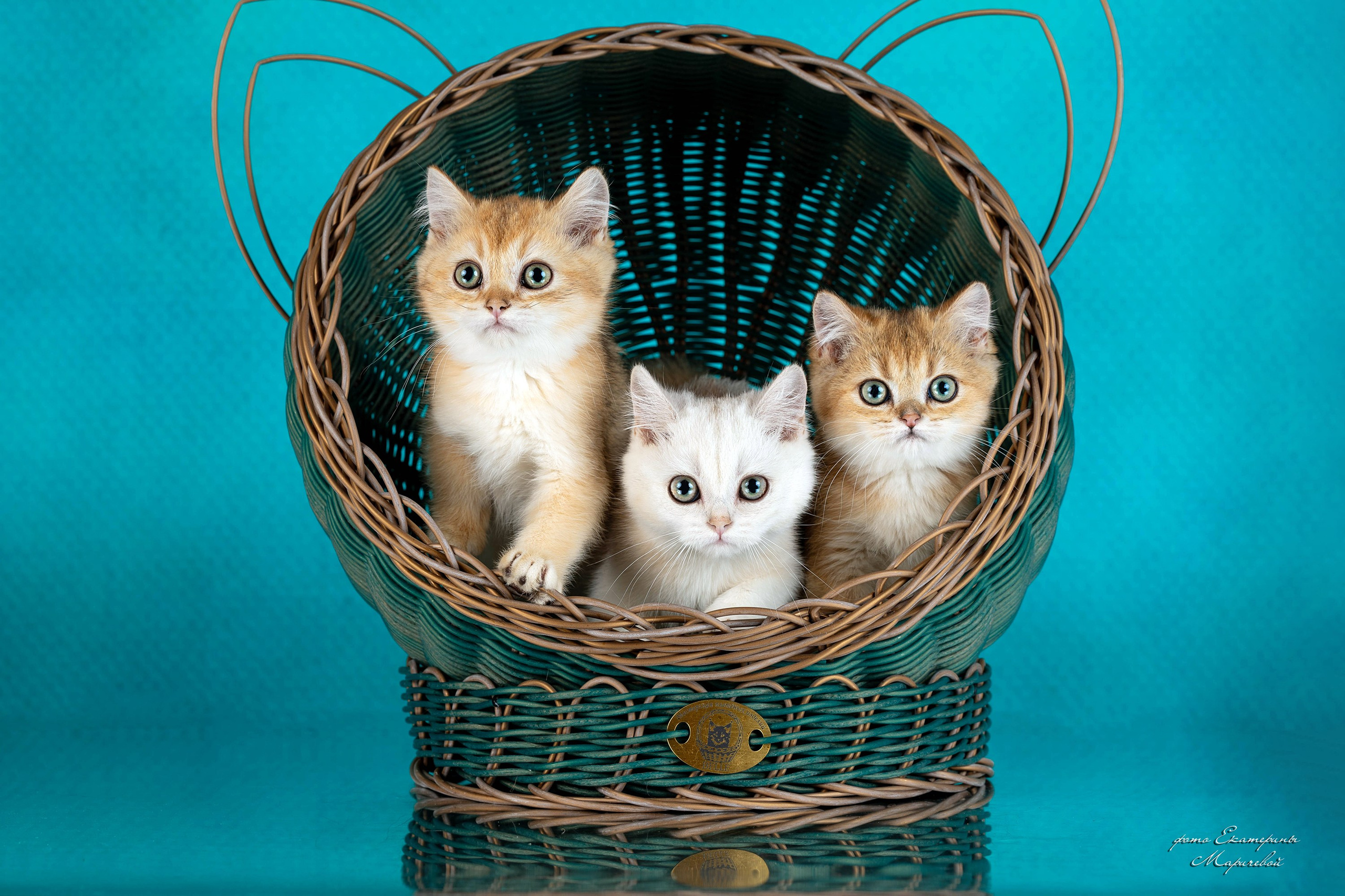 Стендовая съёмка на выставках кошек. Фотограф-анималист в Омске Екатерина Маричева