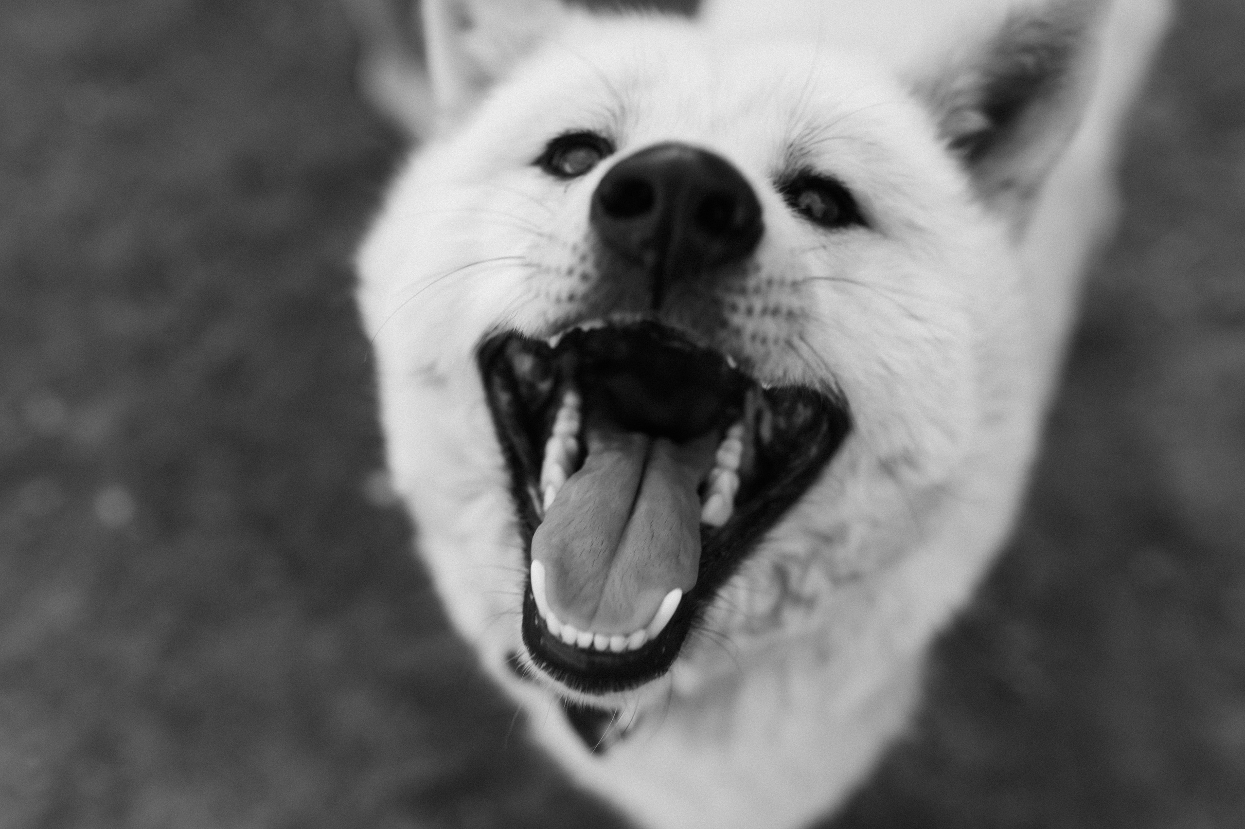 Для Маши, Рустама, Арсения, Дани и Юми. Семейный фотограф в Новомосковске, Туле и Москве Ольга Бубликова