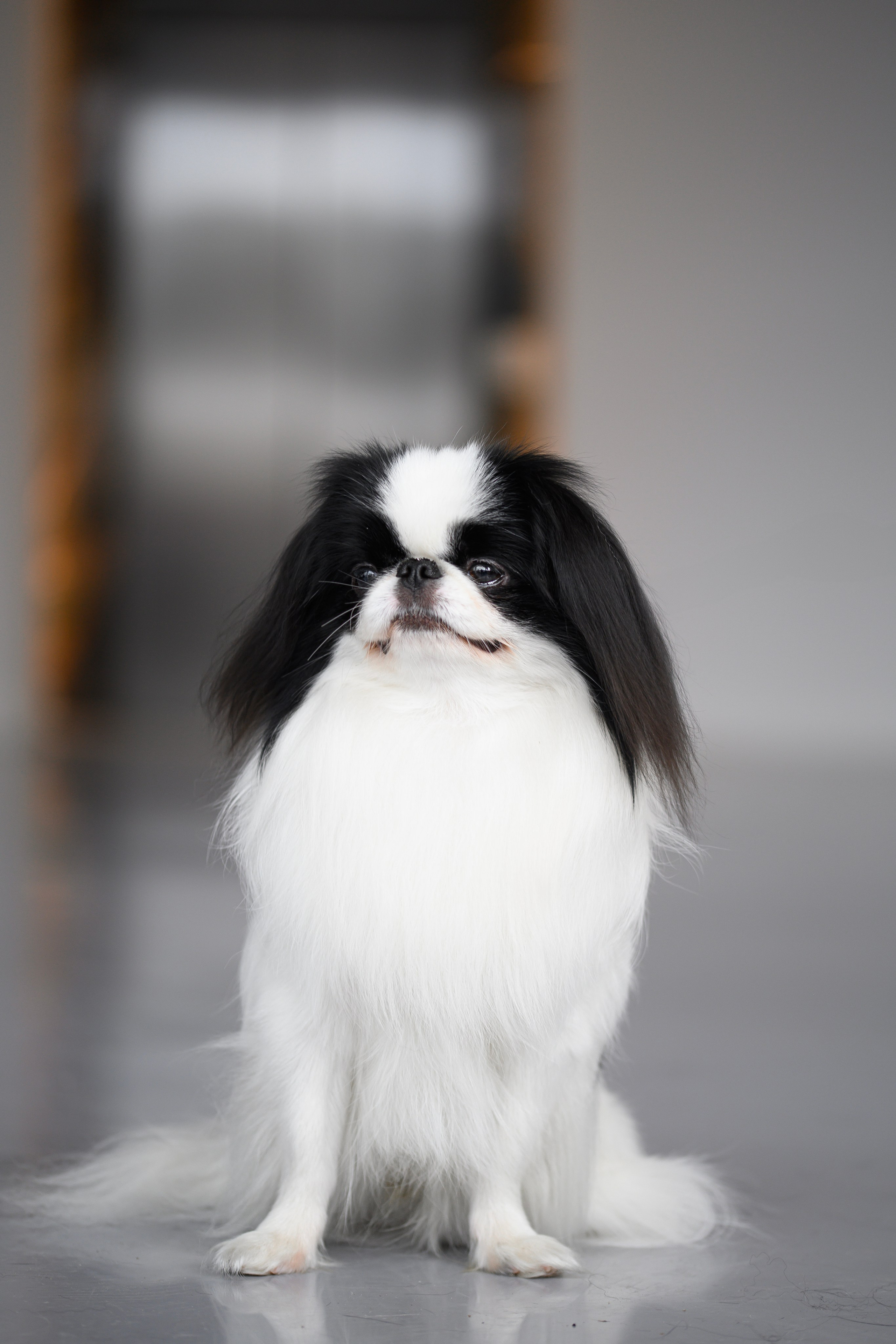 Собаки. FASHION ФОТОГРАФ КАЗАНЬ