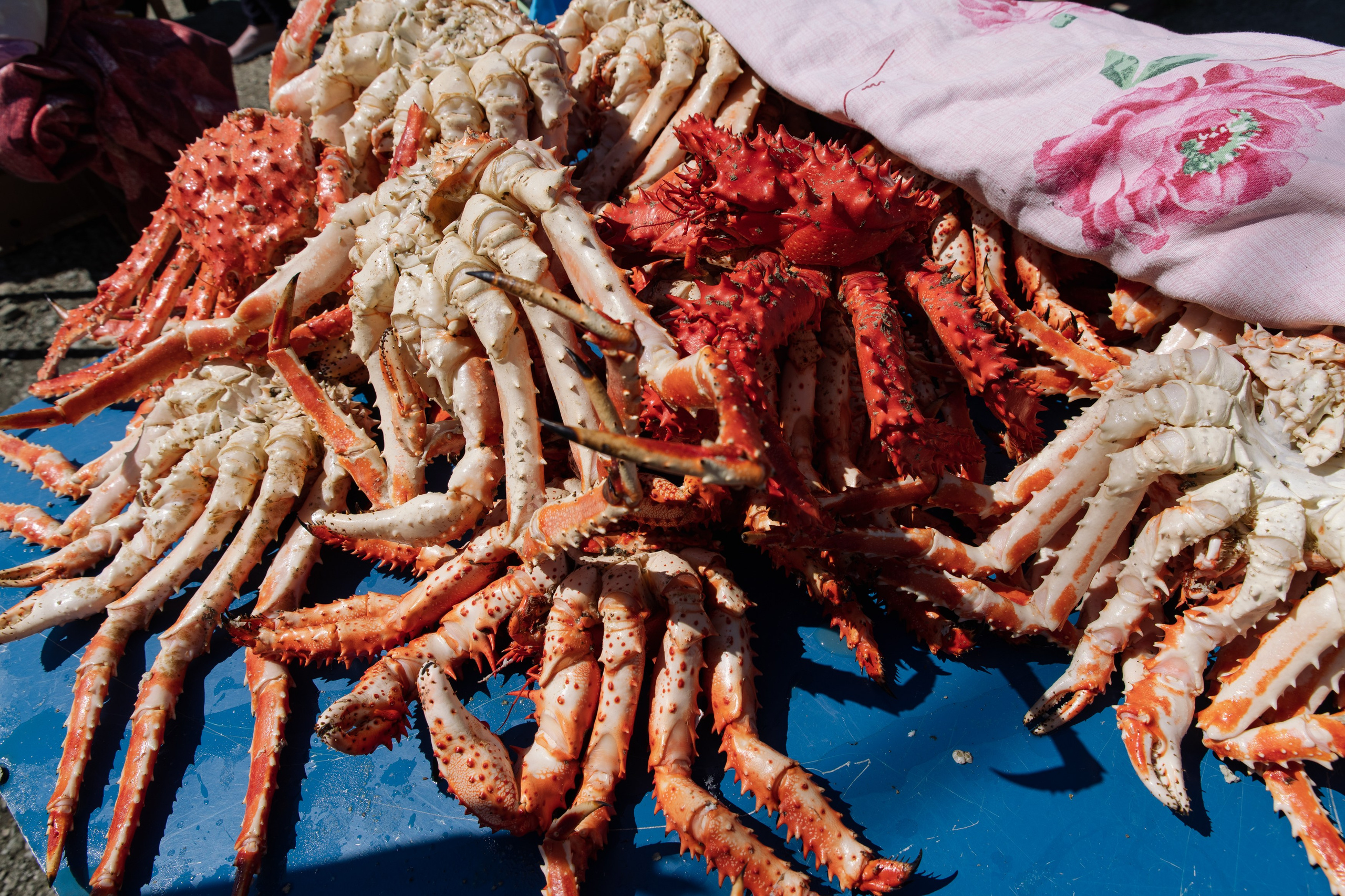 Форум «Больше, чем Сахалин». Женский фотограф в Санкт-Петербурге Степлевич Дарья