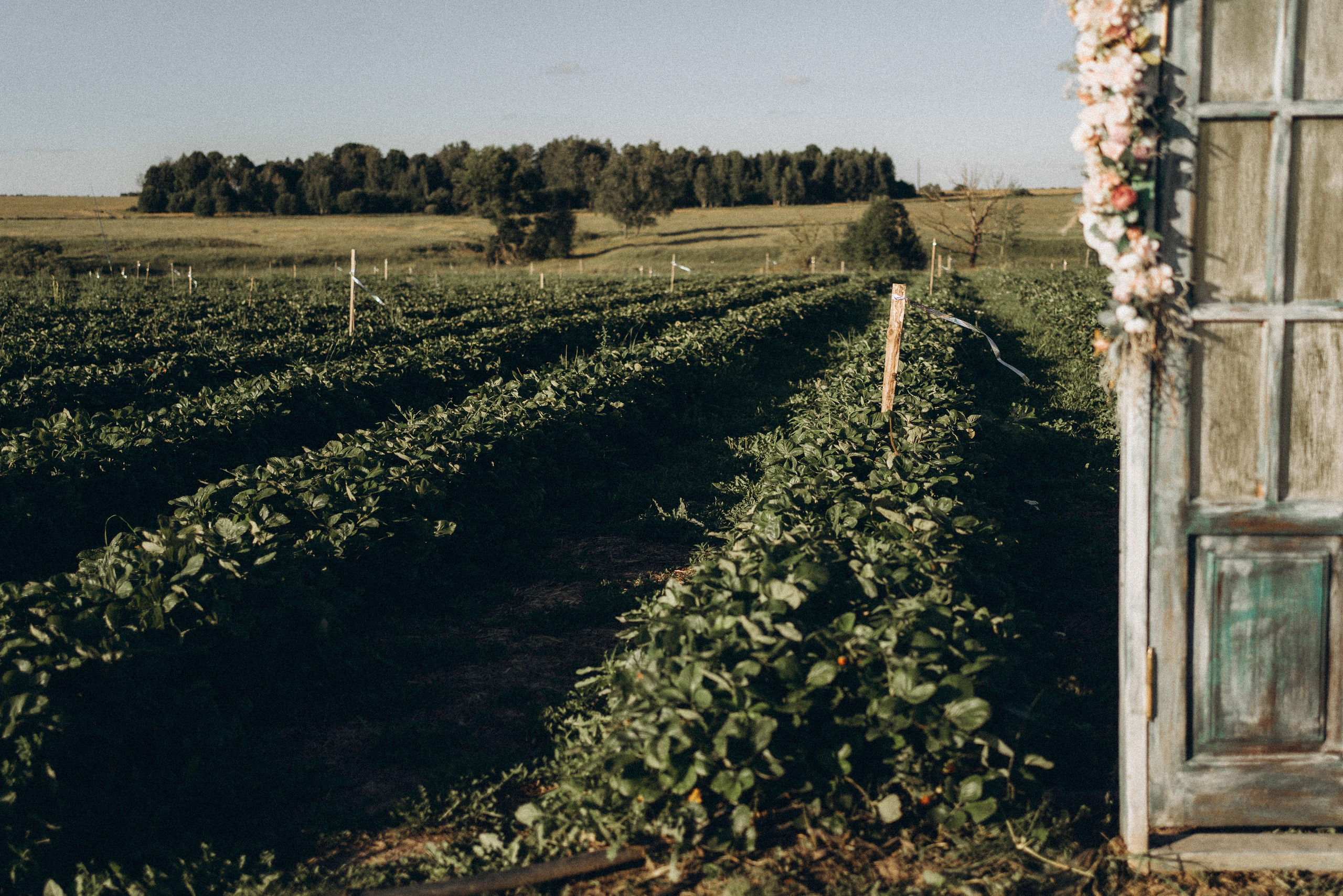 Алина и Оливия съемка на природе. Семейный фотограф в Калуге Ирина Алдохина