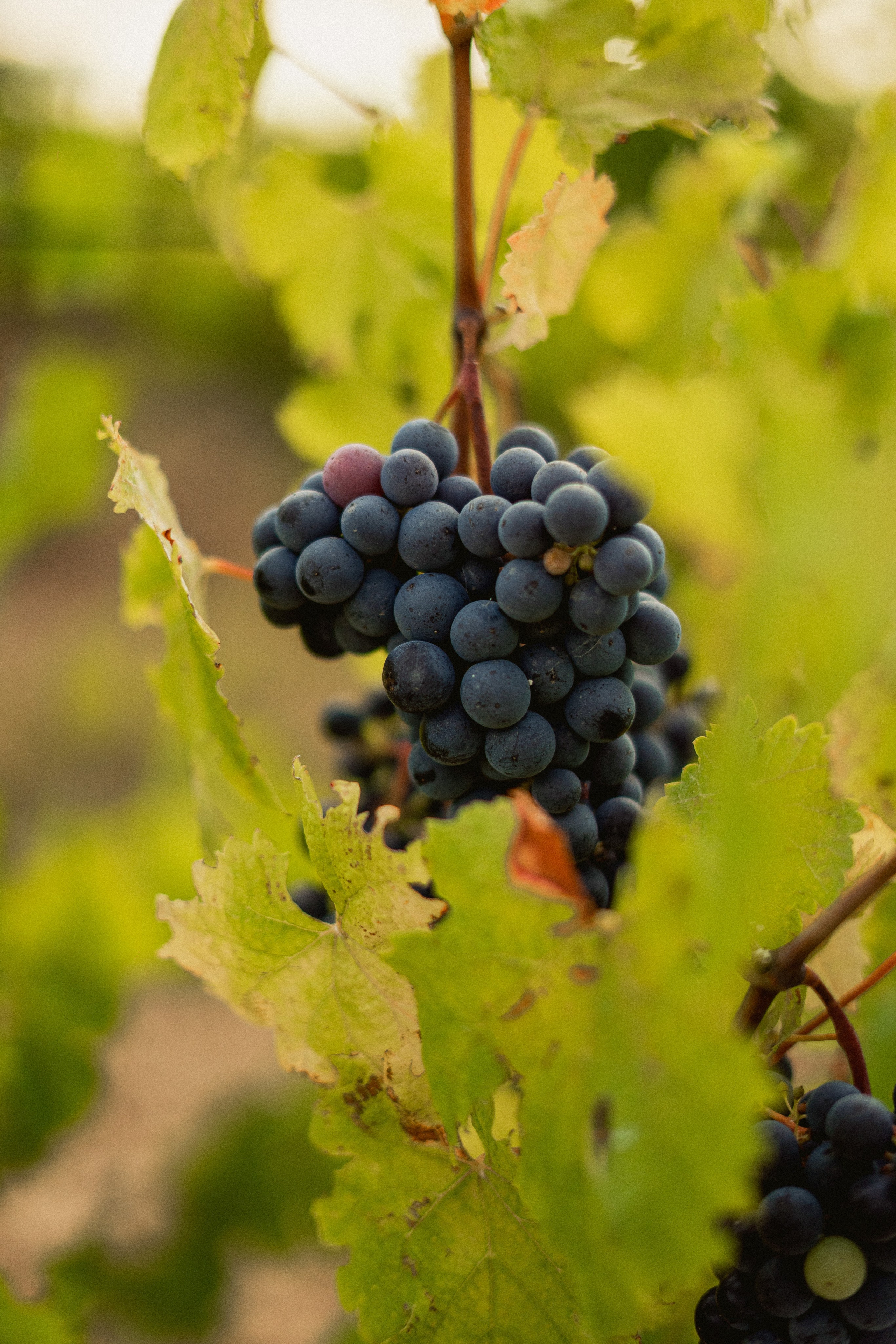 Фотосъёмка для Бизнеса на Пхукете – контент для продвижения, рекламы и маркетинга. Ян Долматов — фотограф, видеограф и продюсер на Пхукете, Таиланд