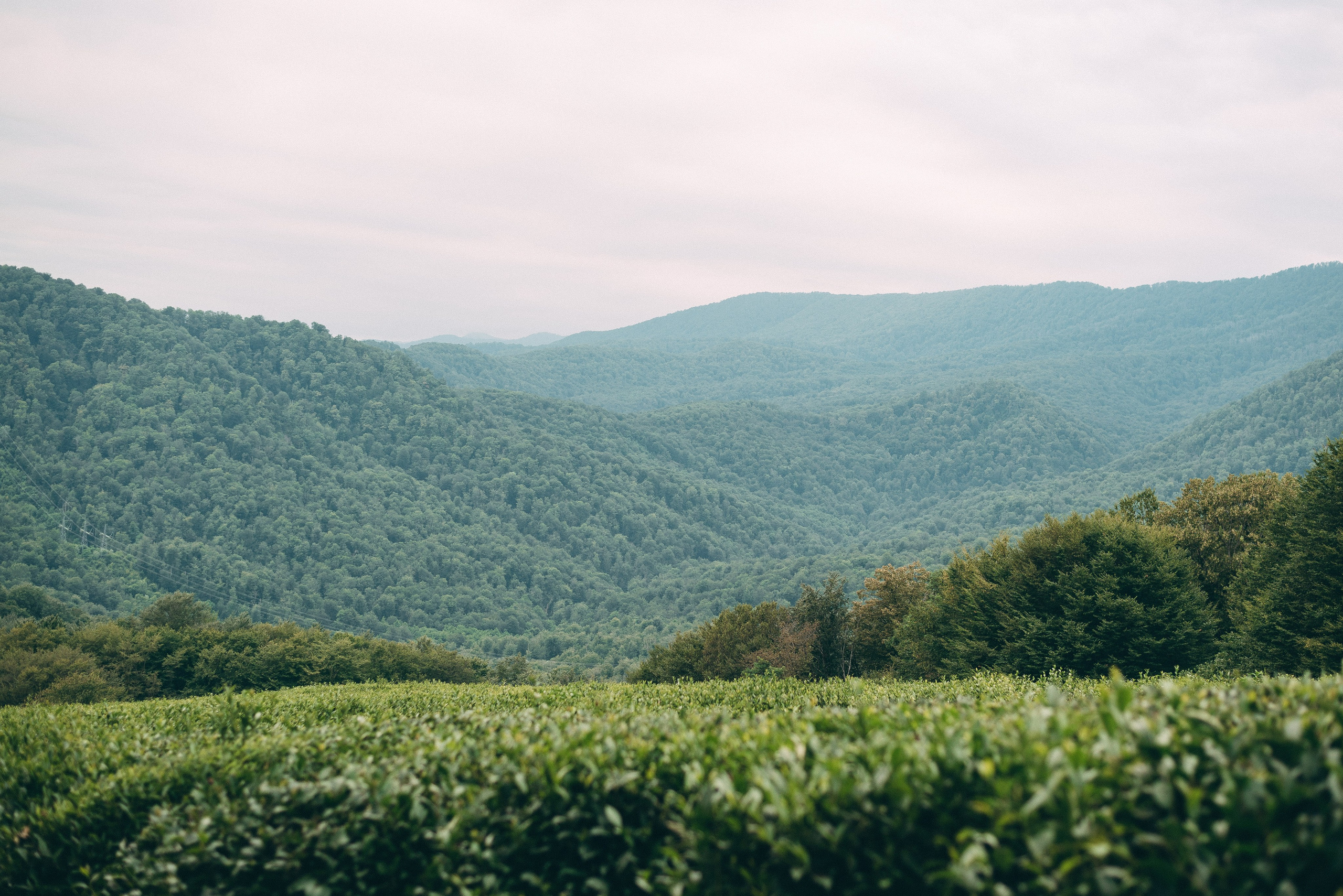 Ксения и Никита. Плантации. Фотограф в Сочи — Маргарита Поганова