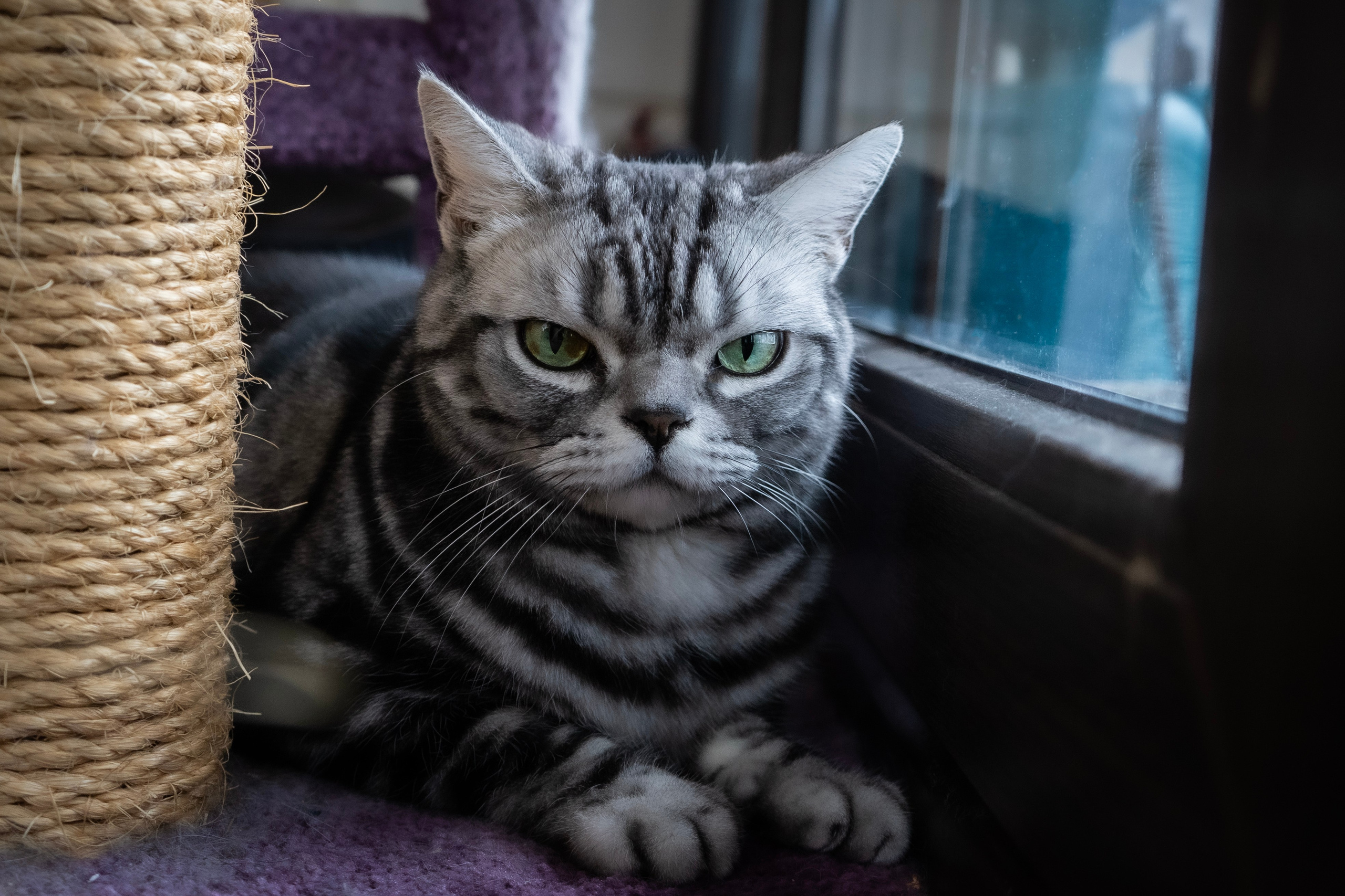 Фотосессии Пушистиков. Фотограф в Санкт-Петербурге Виктория Барышникова