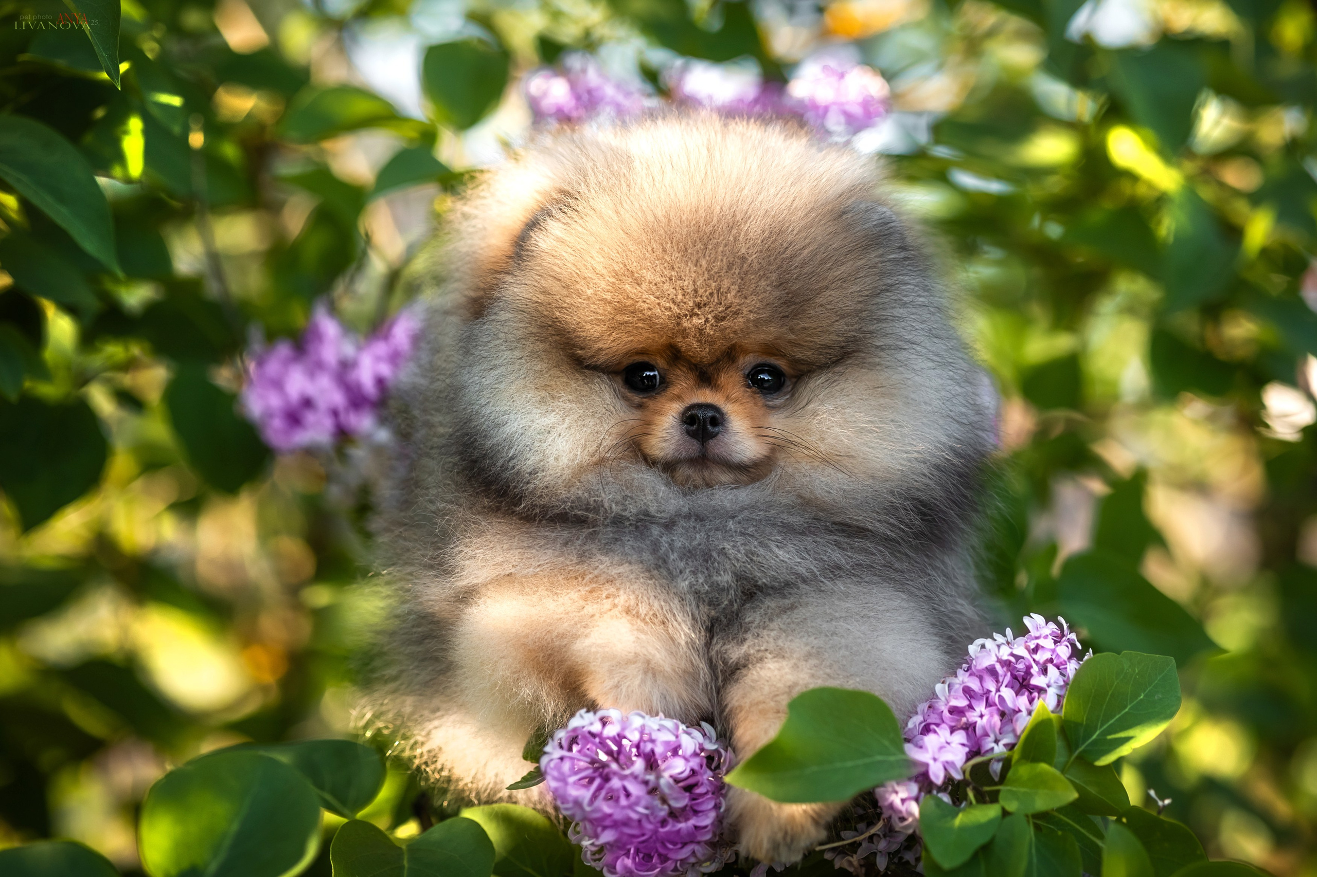 Шпичики. Фотограф анималист Аня Ливанова | Рыбинск