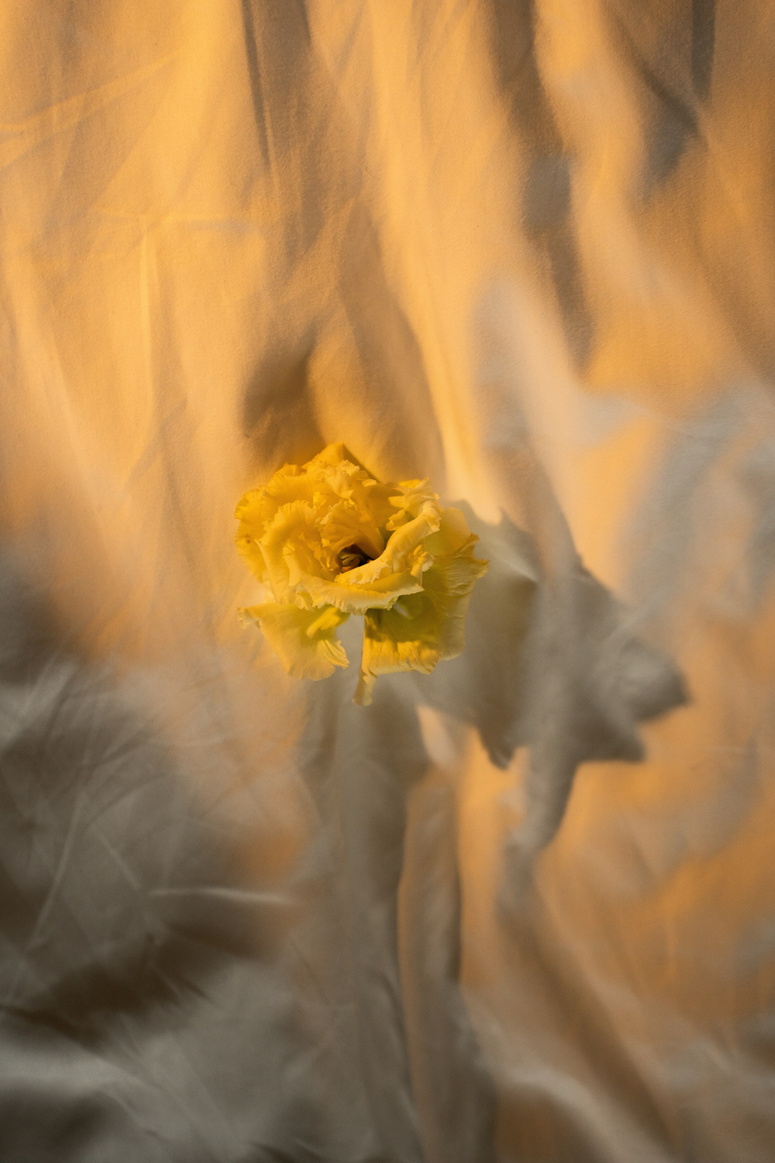 Свадебный фотограф