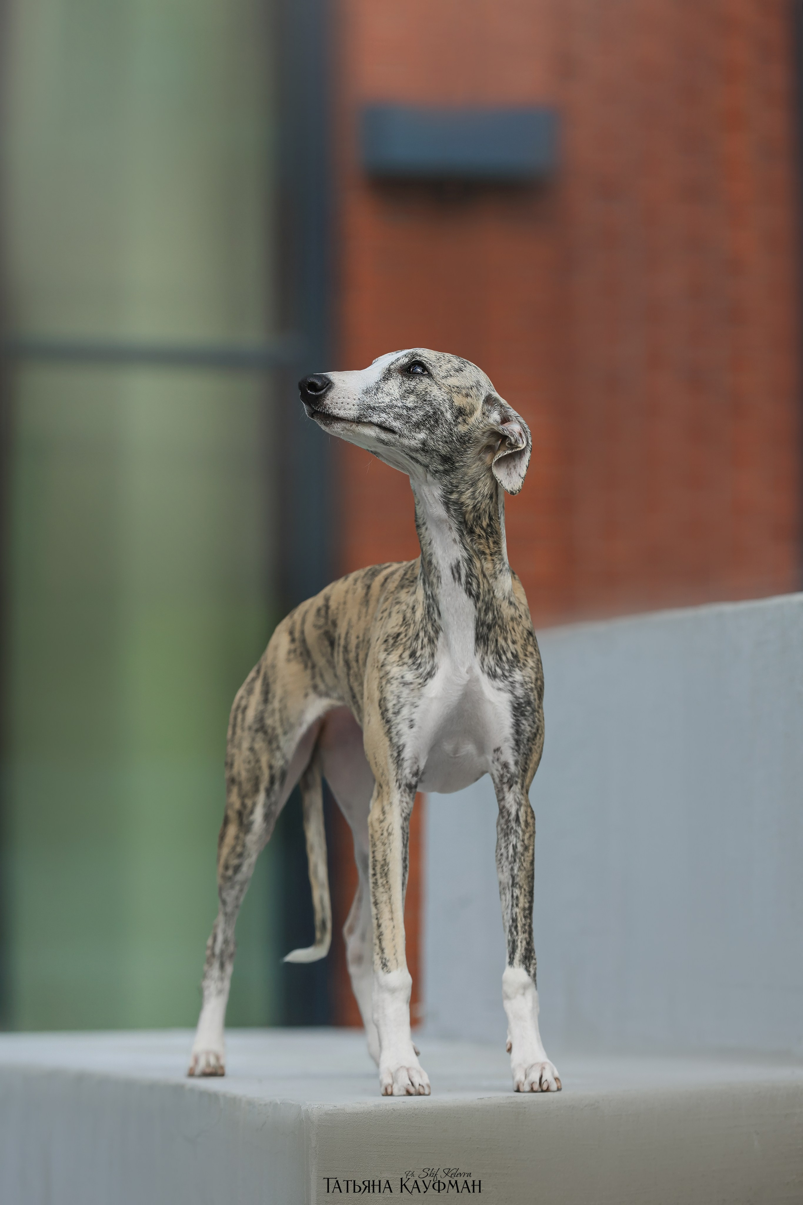 Уиппет, фотография уиппет, собака в цветах, красивая собака, фотограф анималист, фотокурс Анималистика, научиться фотографировать собак, фотограф Новосибирск