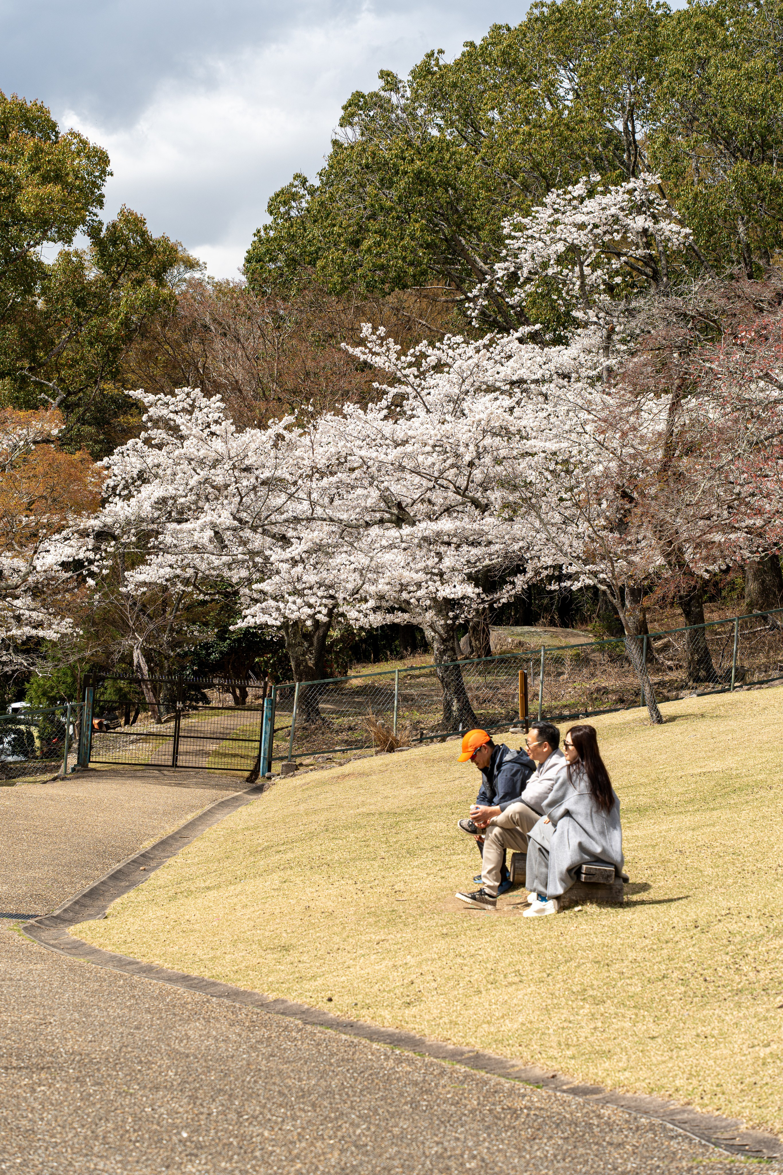 Япония, сакура. Творческие сьемки