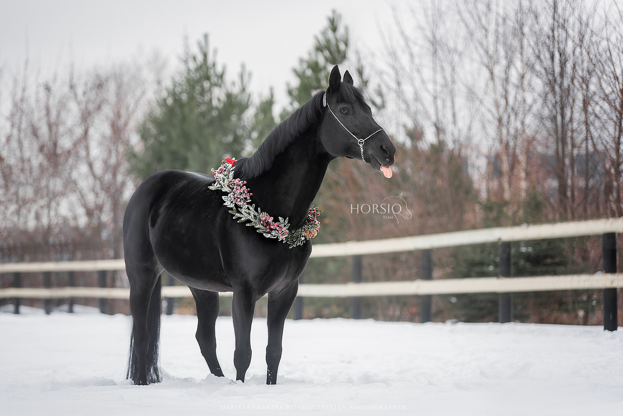 Доватор, HORSIO. Конный фотограф Куракина Дарья • Фотосессии с лошадьми