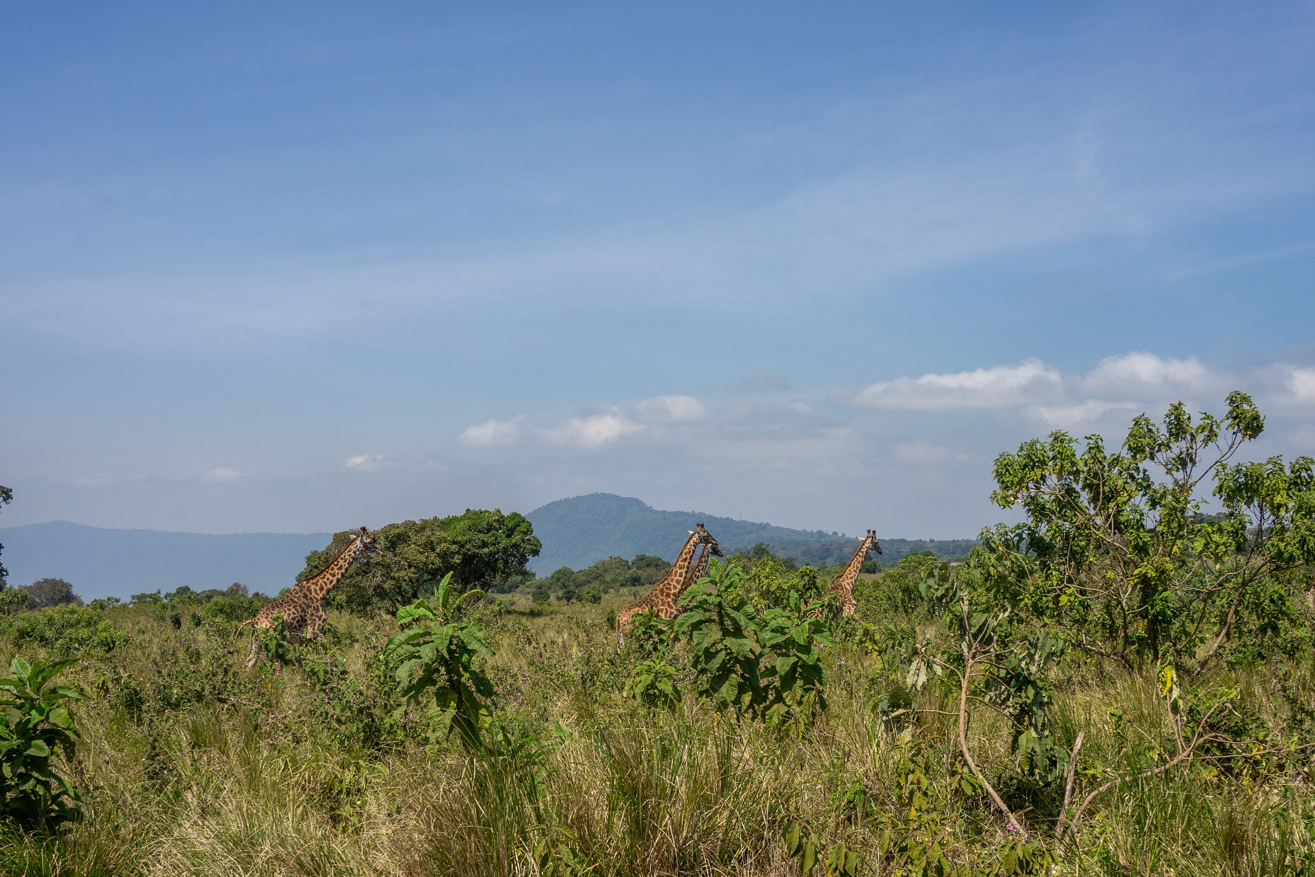 Танзания, сафари, 2025. Творческие сьемки