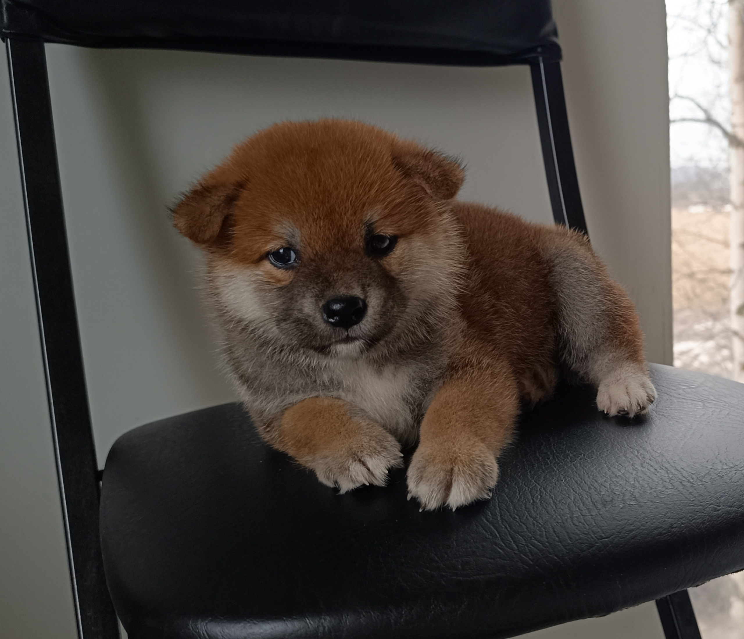 сиба питомник Рубилайт щенки на продажу rubylight  сиба щенки купить СПб Санкт-Петербург 