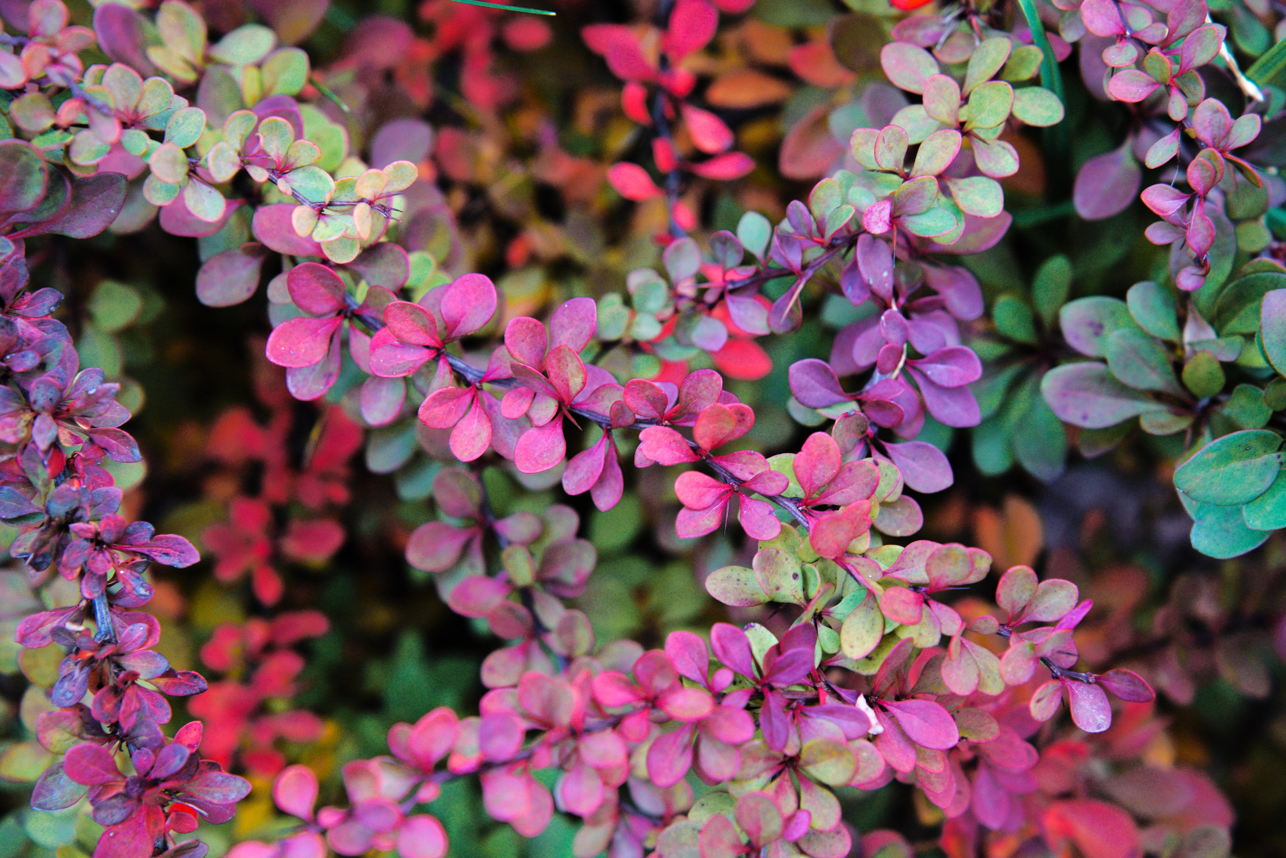 Осень 2025. Фотограф из Москвы — DASHA NOVA | Авторская фотография в разных жанрах