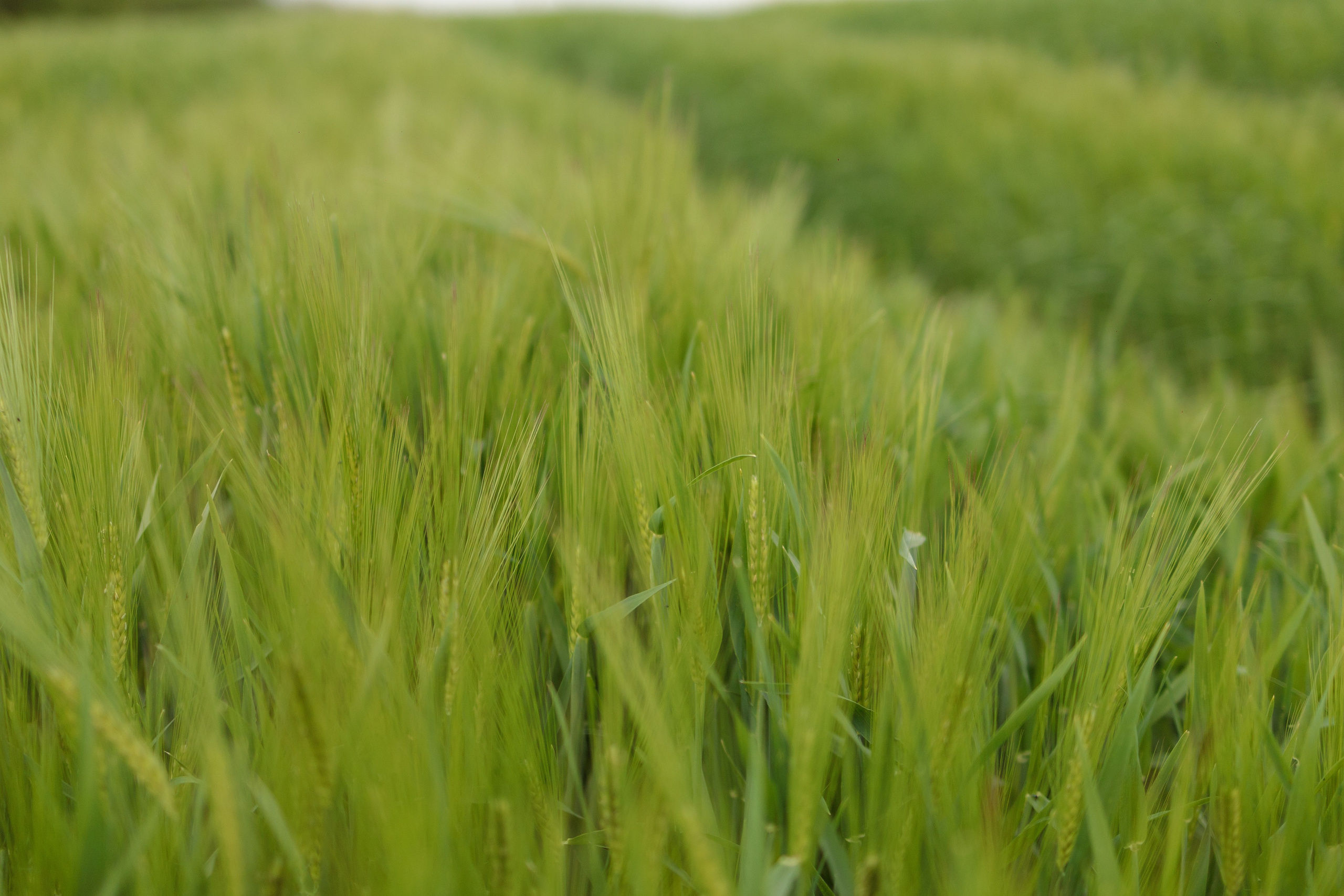 Семейная прогулка в Солнечнодольске. Свадебный и семейный фотограф в Ставрополе Попова Дарья