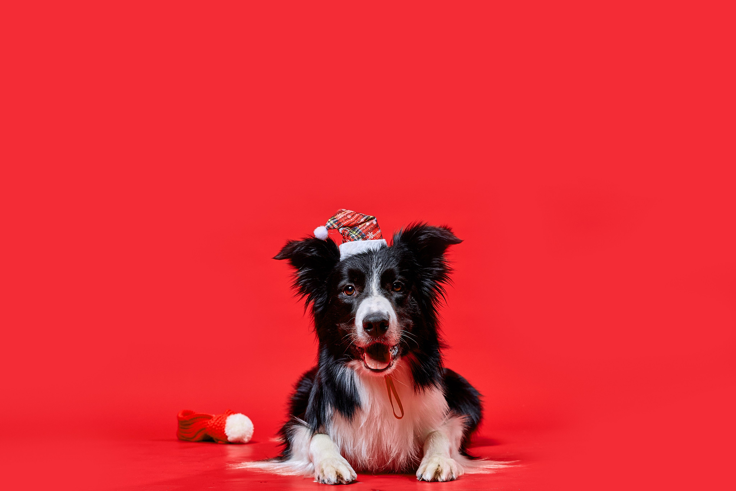 Фотосъёмка животных. Предметный и репортажный фотограф Алексей Кротов