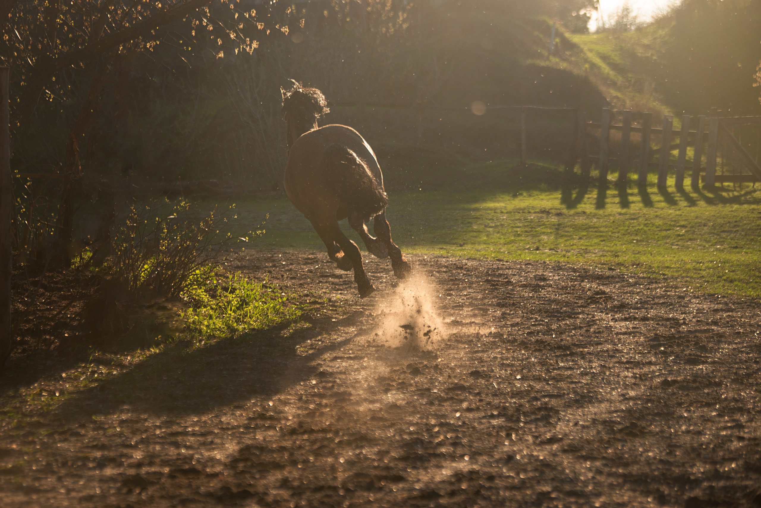 Вятка Исток. Конный фотограф в Саратове Юлия Иванова