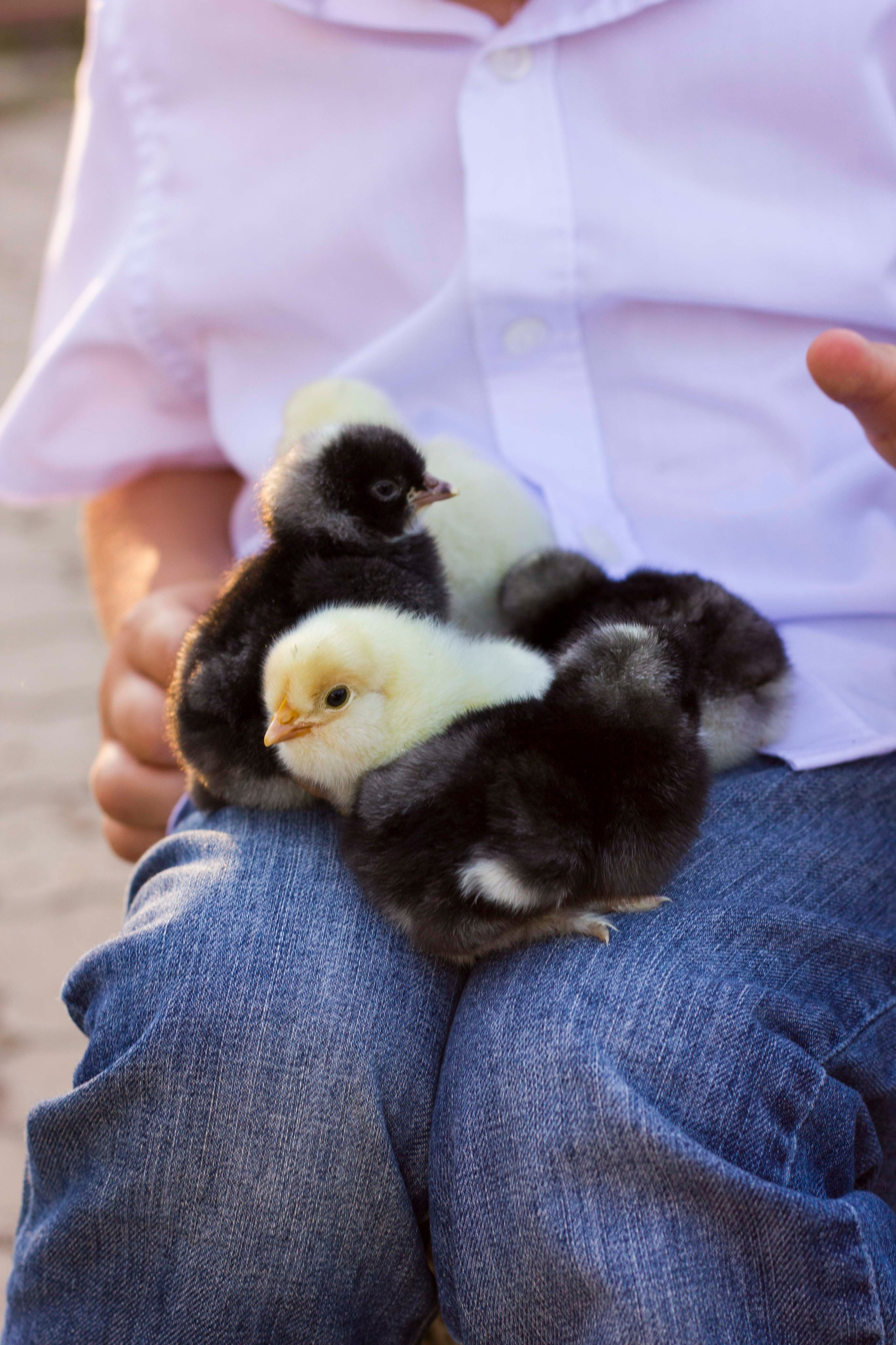 Светлана и Антон. Фотограф Надежда Гольцева