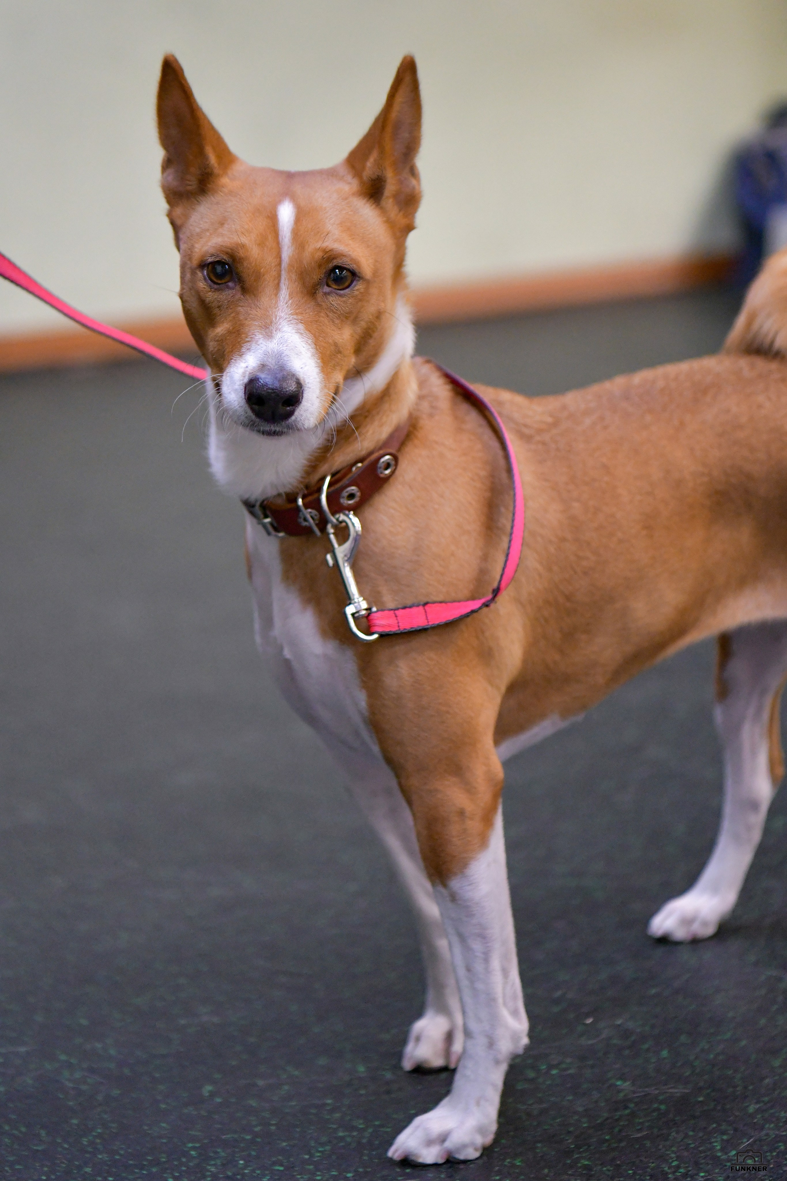 Кинологический клуб «Бодрый хвост». Свой взгляд через объектив