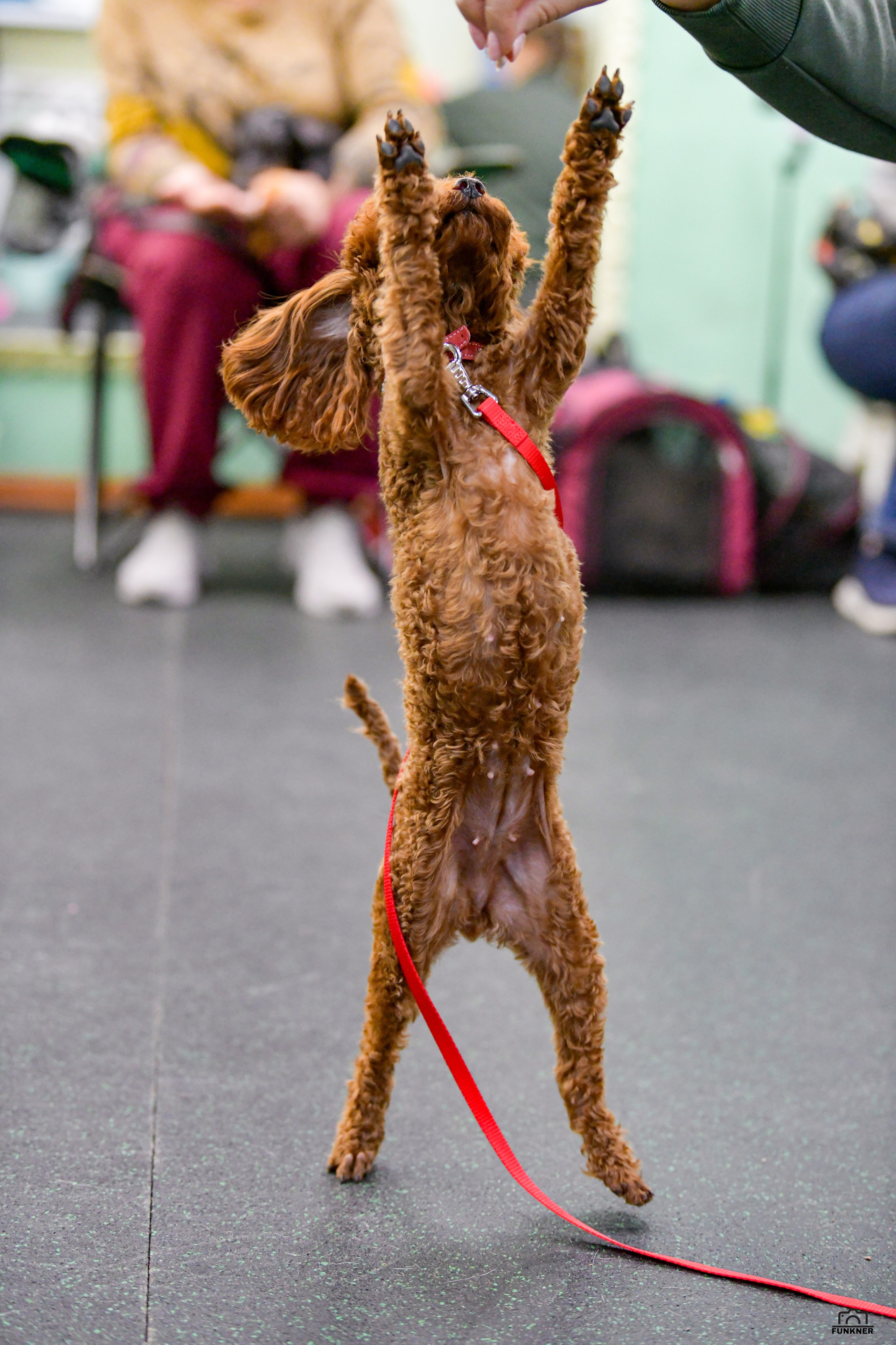 Кинологический клуб «Бодрый хвост». Свой взгляд через объектив