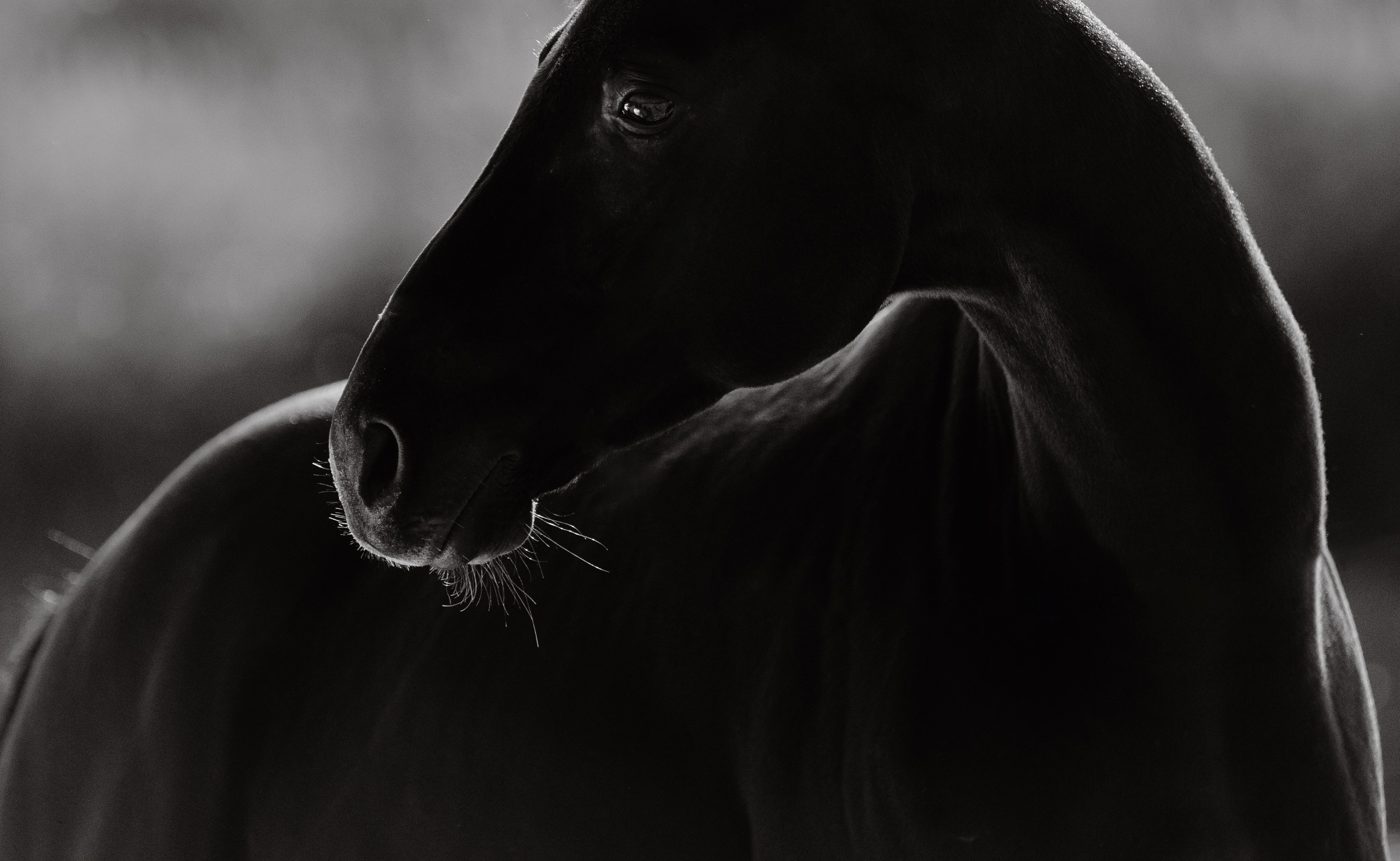 Разное. Фотограф-анималист Ксендзова Кристина