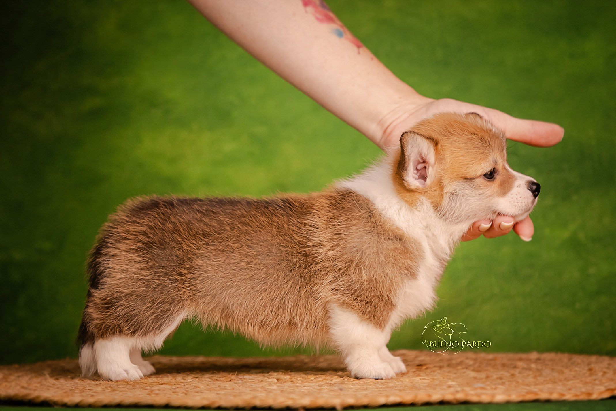 Щенки вельш корги пемброк из питомника. Питомник собак Акита, Хаски, Корги